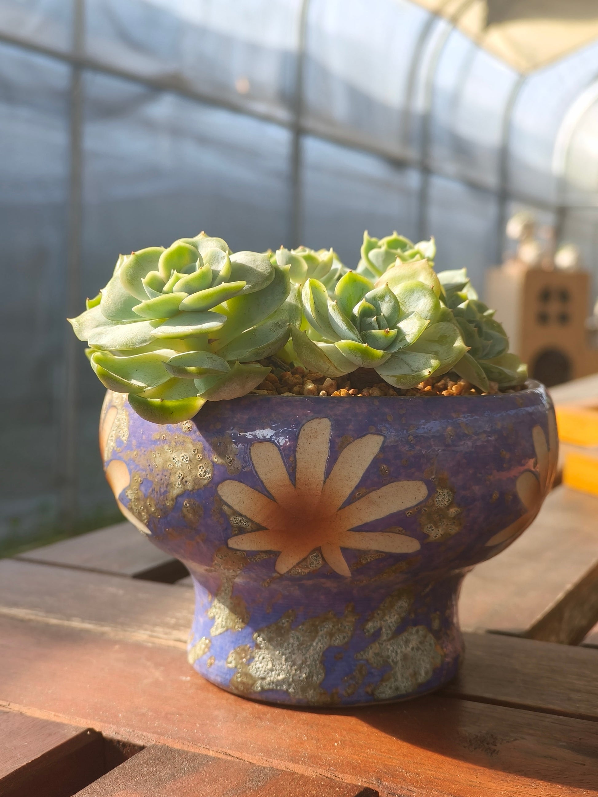 Succulent Moonlit Bloom Planter – Periwinkle Blue with Echeveria 'Blue Surprise' - SlowBloomGreens