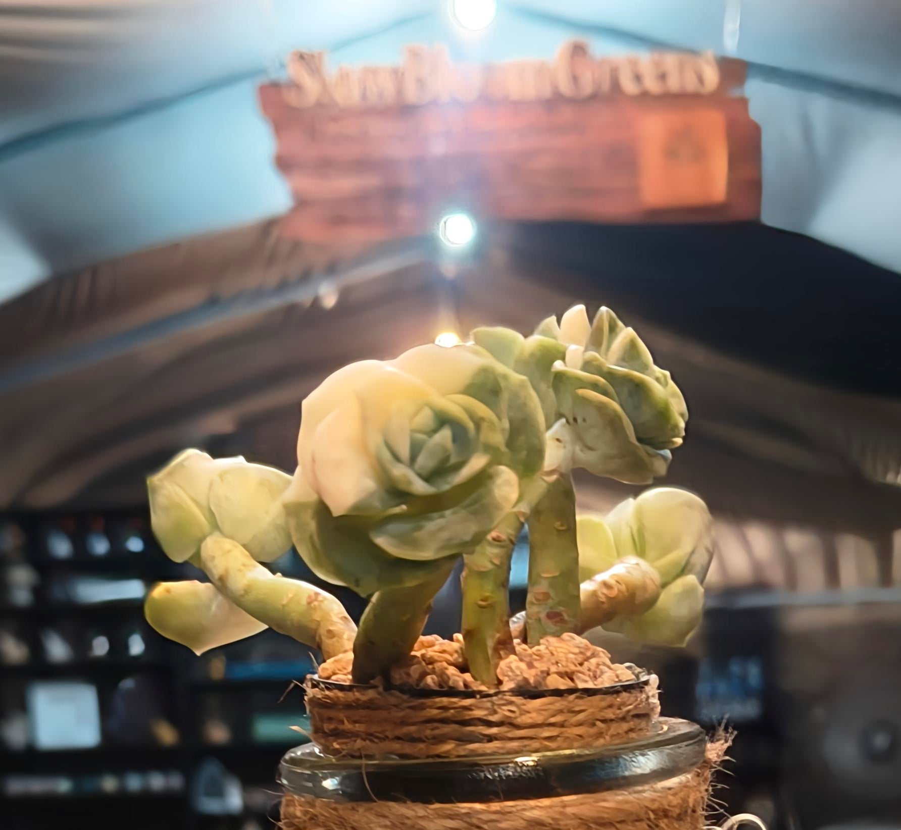 Succulent Retro Hemp Rope Vase - Graptoveria 'Lovely Rose' - SlowBloomGreens