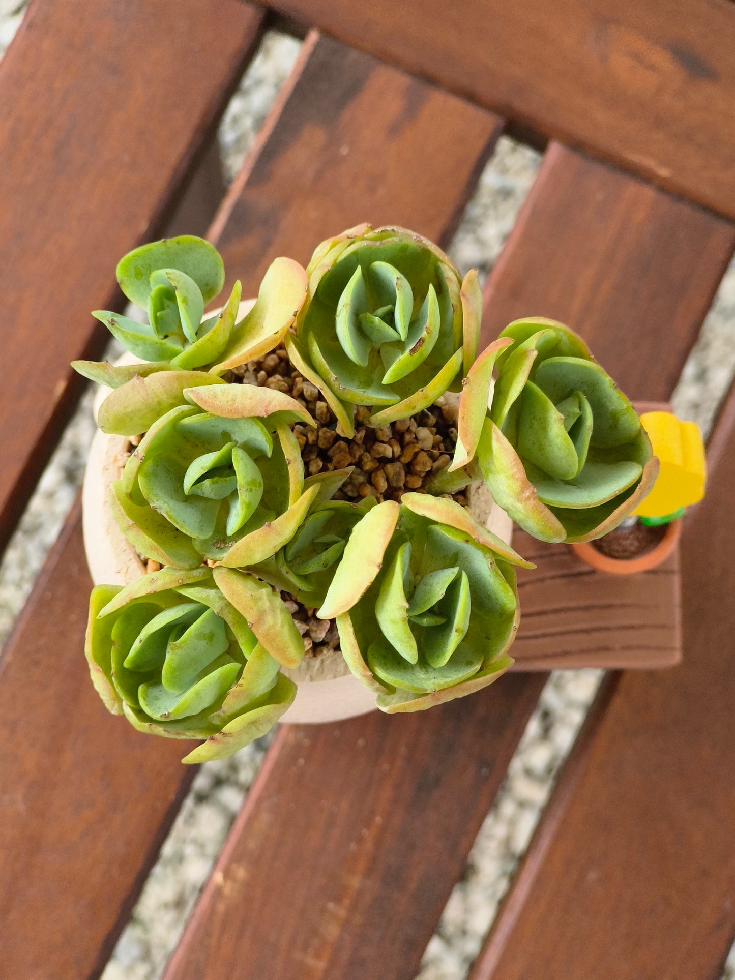 Succulent Love Note Planter π with Echeveria 'Peach Pride'