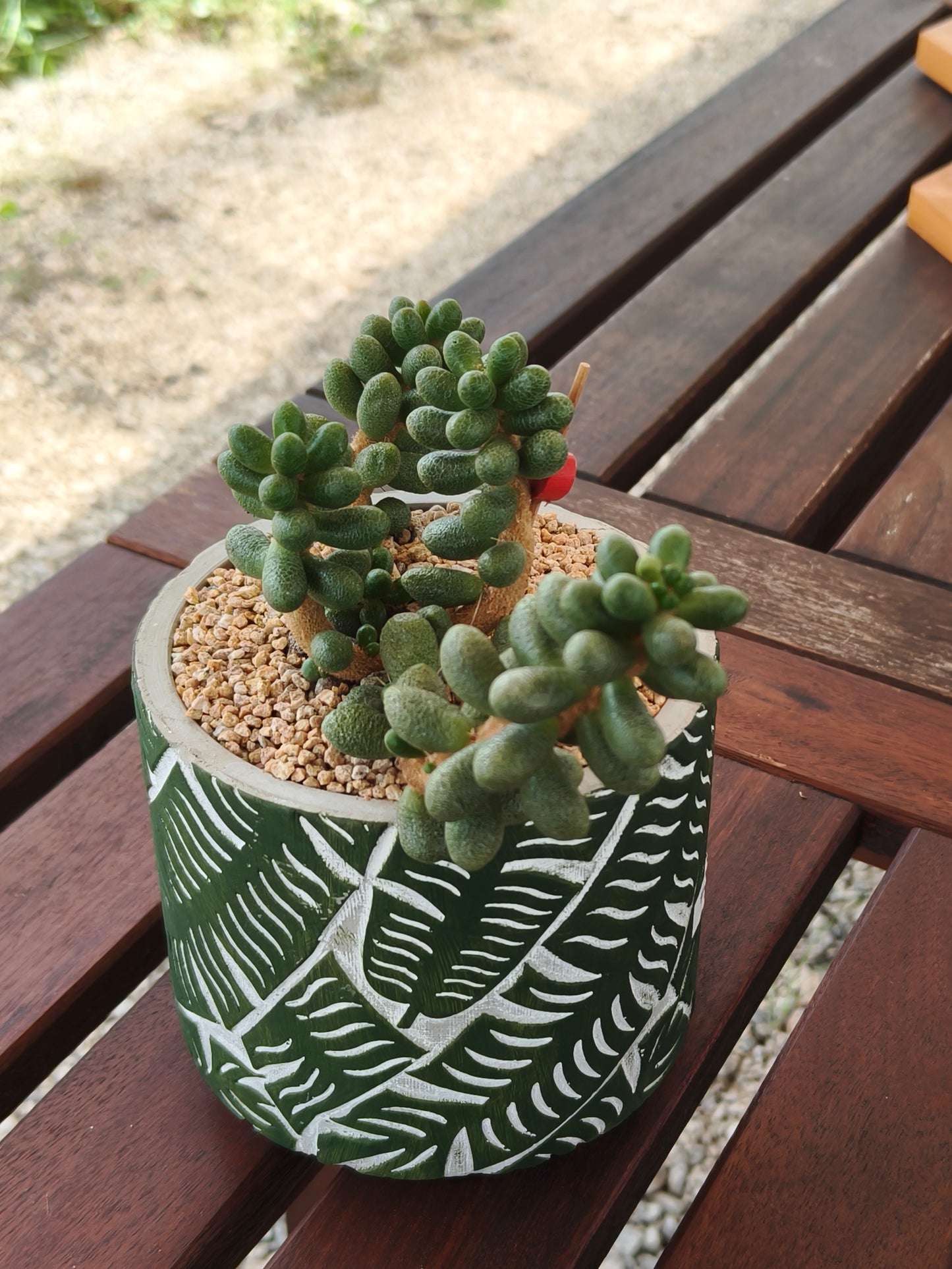 Succulent Whispering Leaves Planter – Sedum Hernandezii *Rare