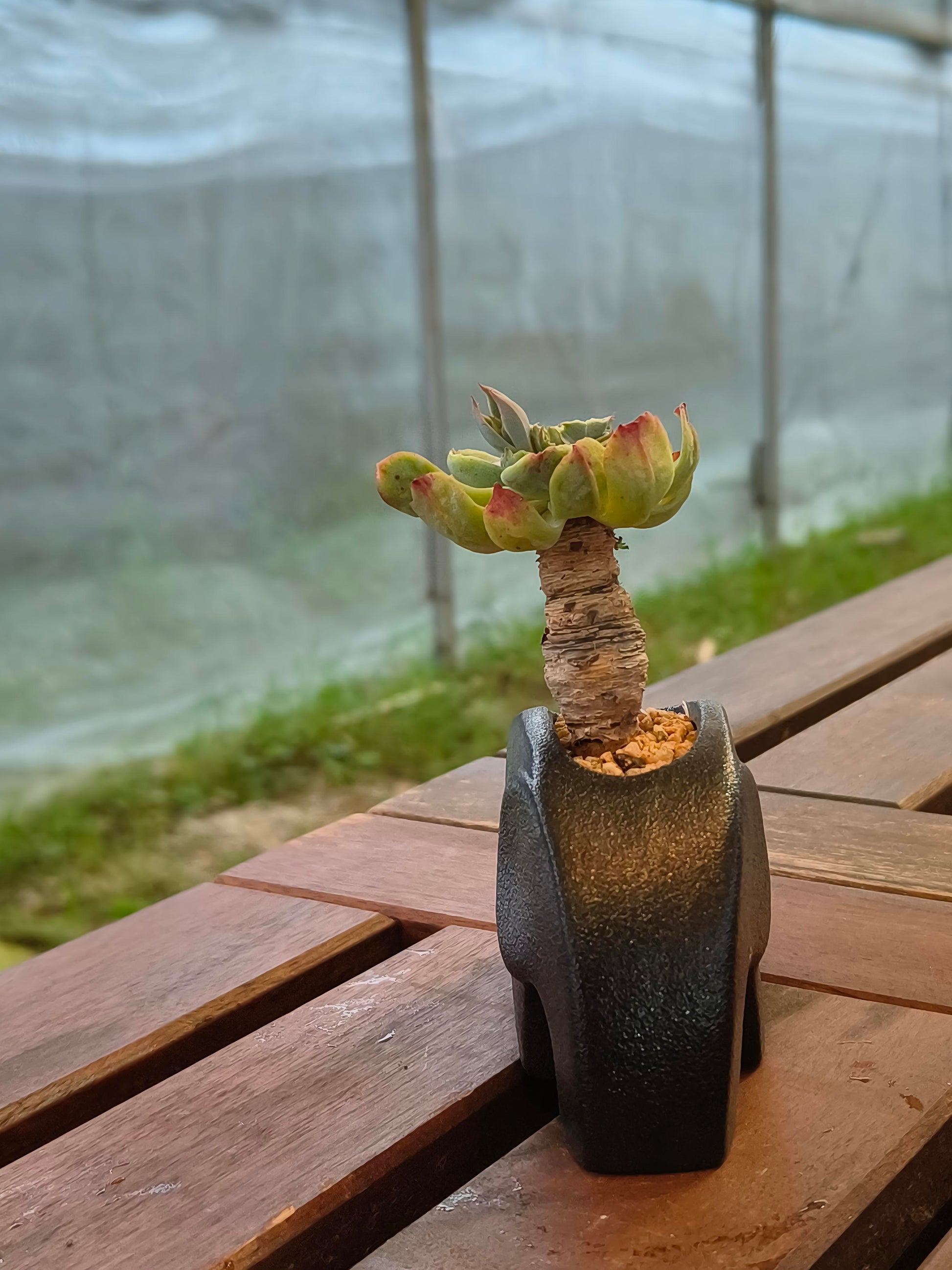 Succulent Petite Black Elephant Planter - Echeveria Elegans - SlowBloomGreens