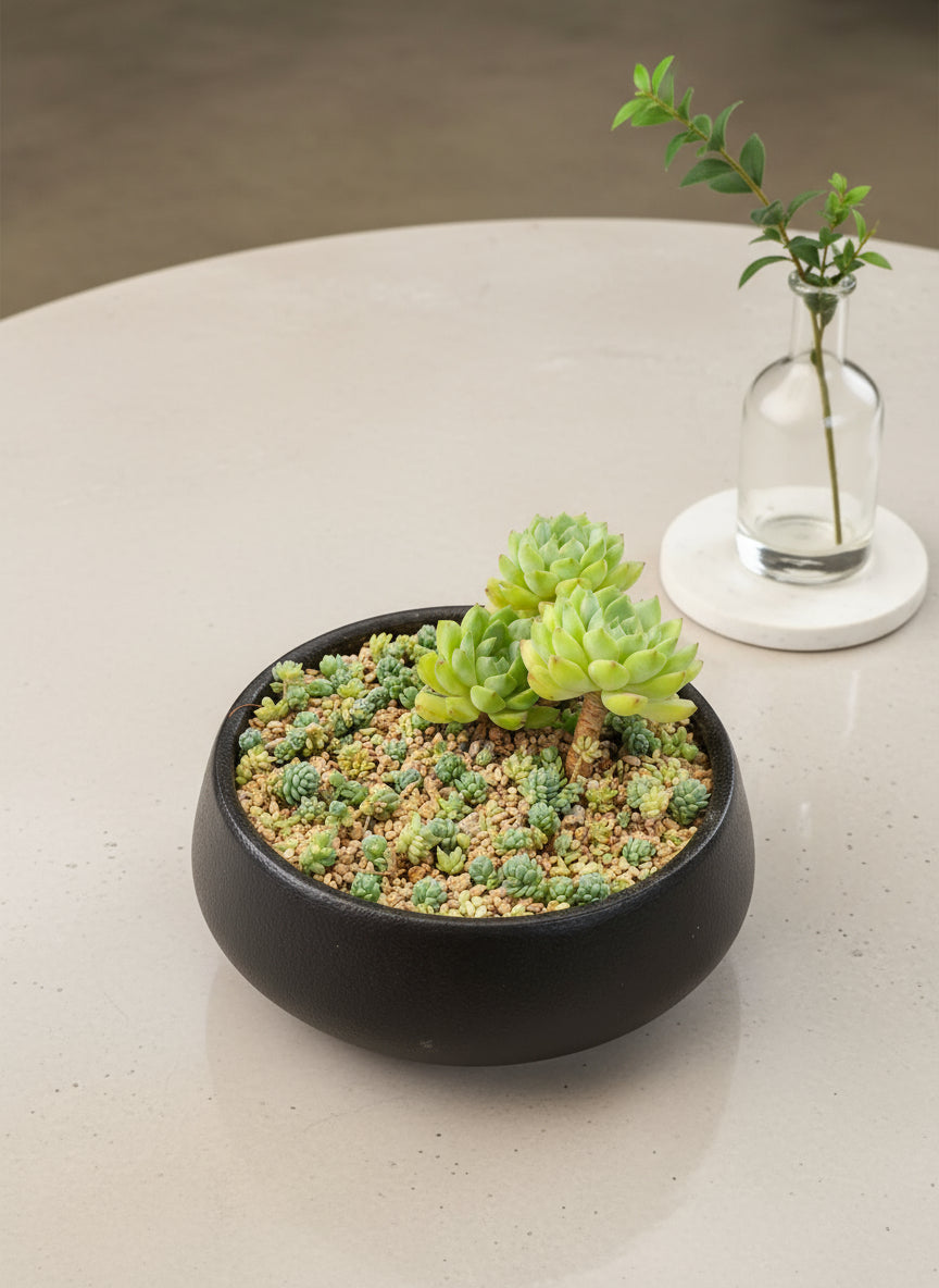 Succulent Classic Black Planter – Echeveria ‘Lime n Chili’ & Blue Tears Sedum - SlowBloomGreens