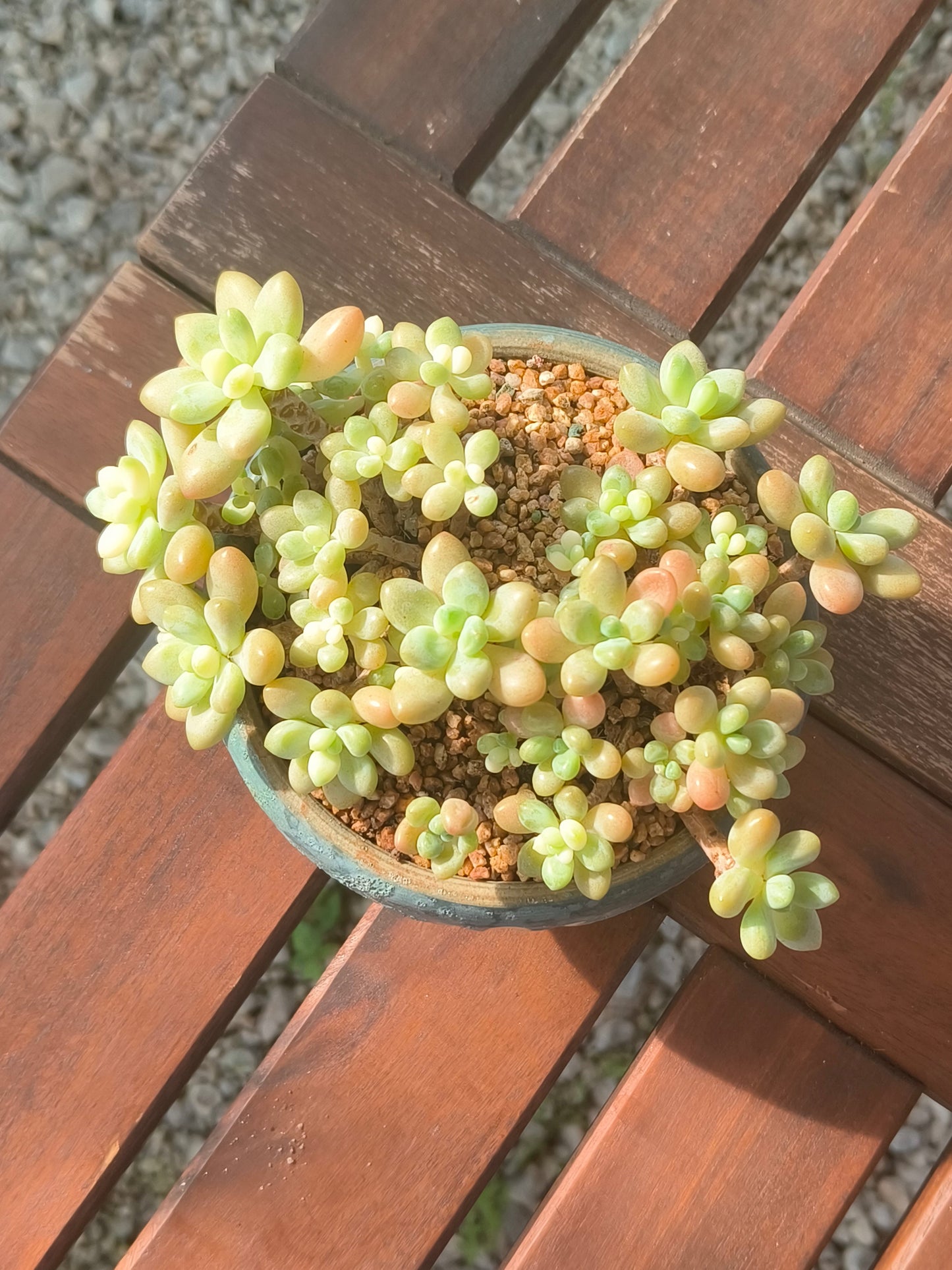 Succulent Moonlit Bloom Planter – Blue-Green with Graptopetalum Mendoza - SlowBloomGreens