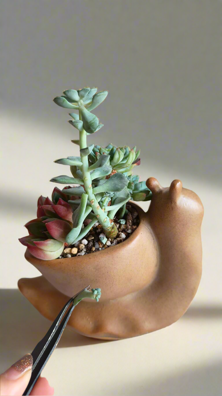 Succulent Snail Pot – Echeveria - SlowBloomGreens
