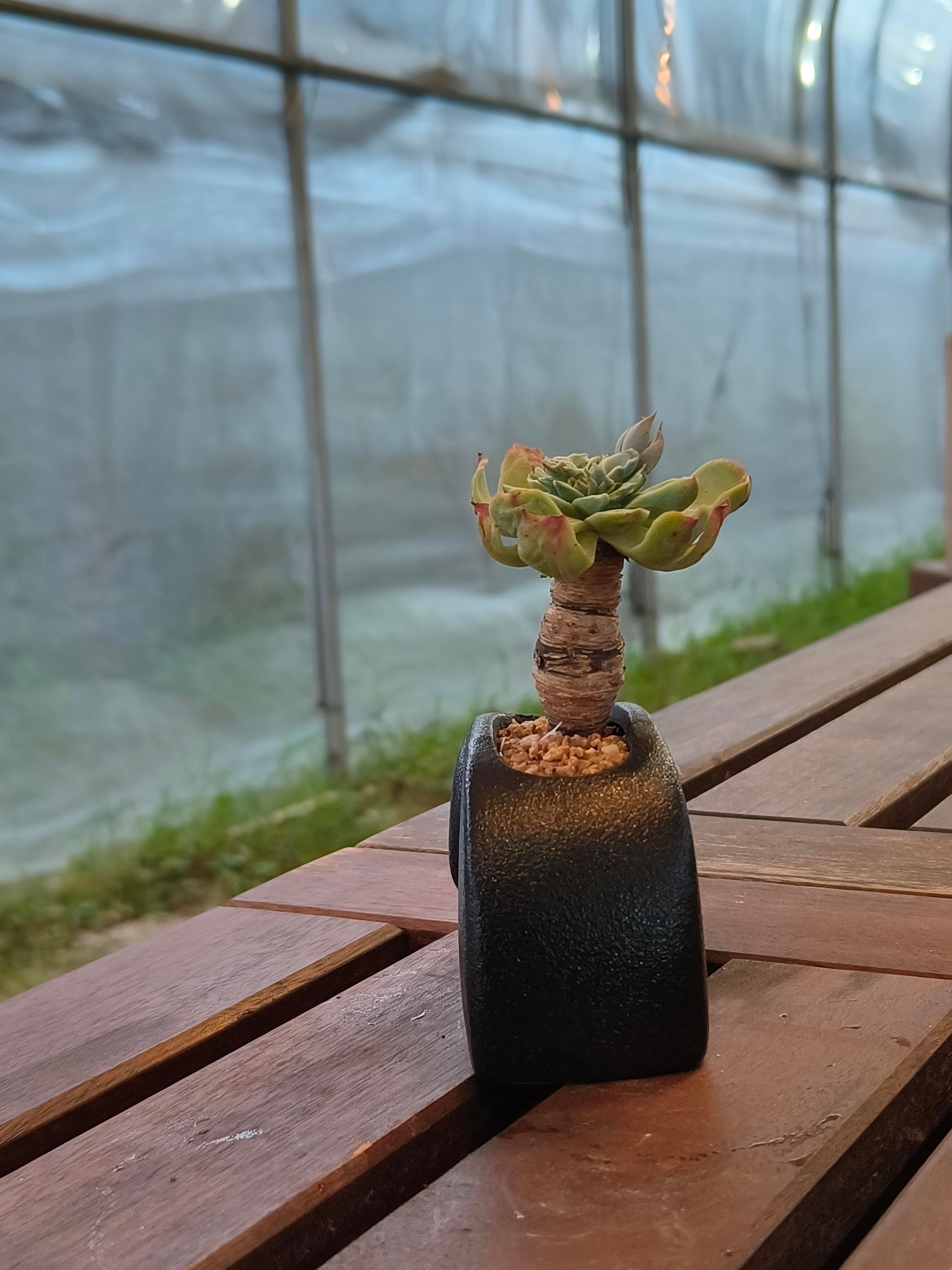 Succulent Petite Black Elephant Planter - Echeveria Elegans - SlowBloomGreens