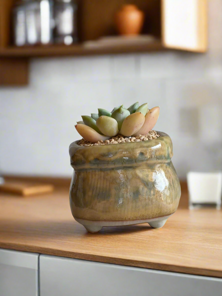 Decorative Succulent Glaze Square Pot - Gift Favors