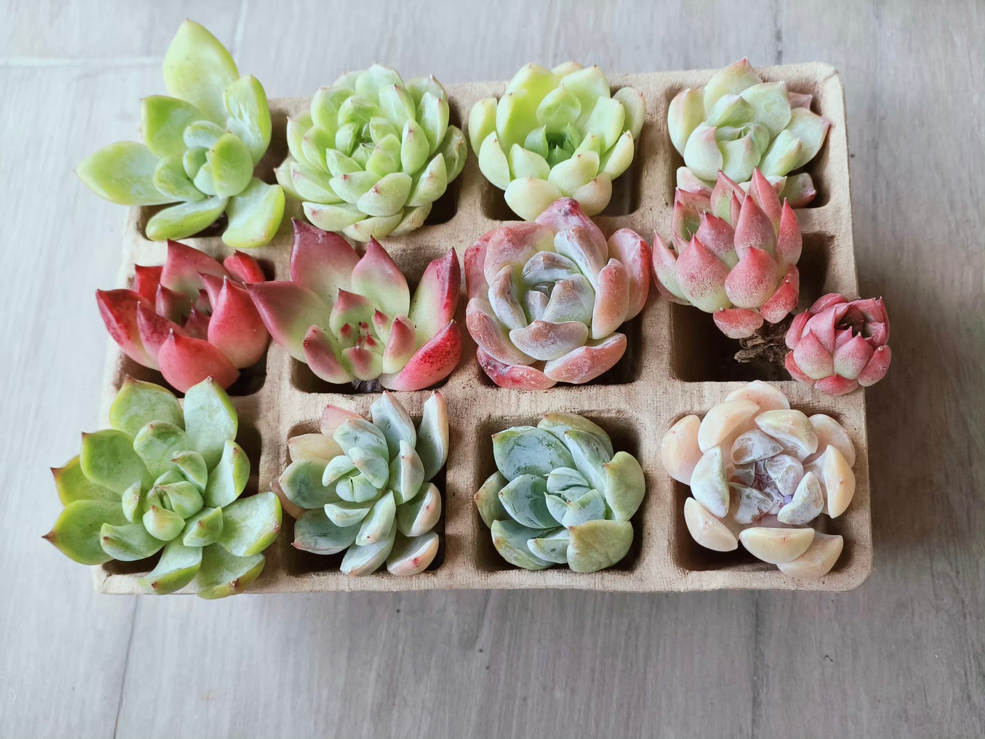 Succulent DIY Kit – Create Your Own Green Haven with 12 mini succulents - SlowBloomGreens
