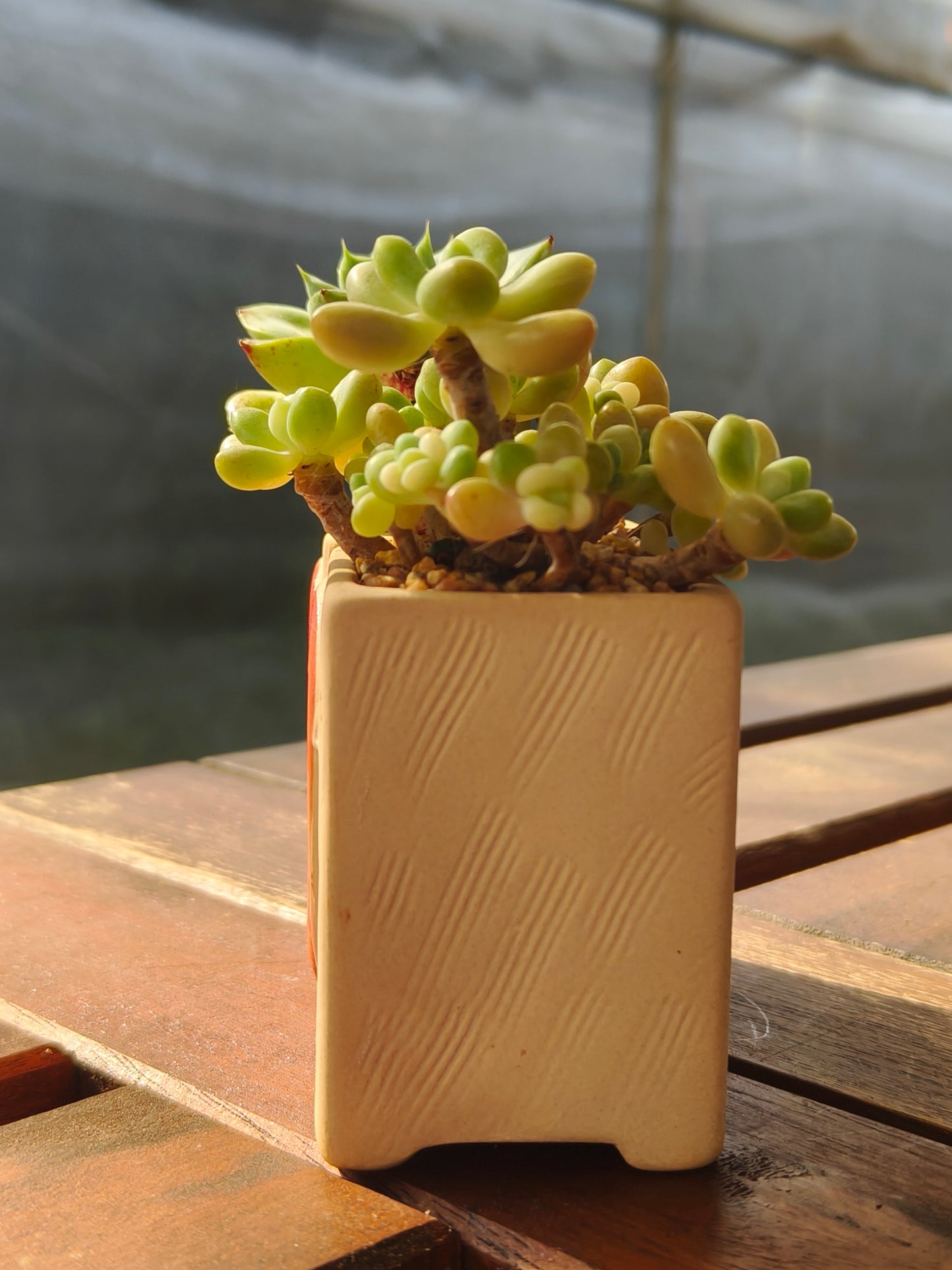 Succulent Heart Duo – The Perfect Gift of Love and Growth
