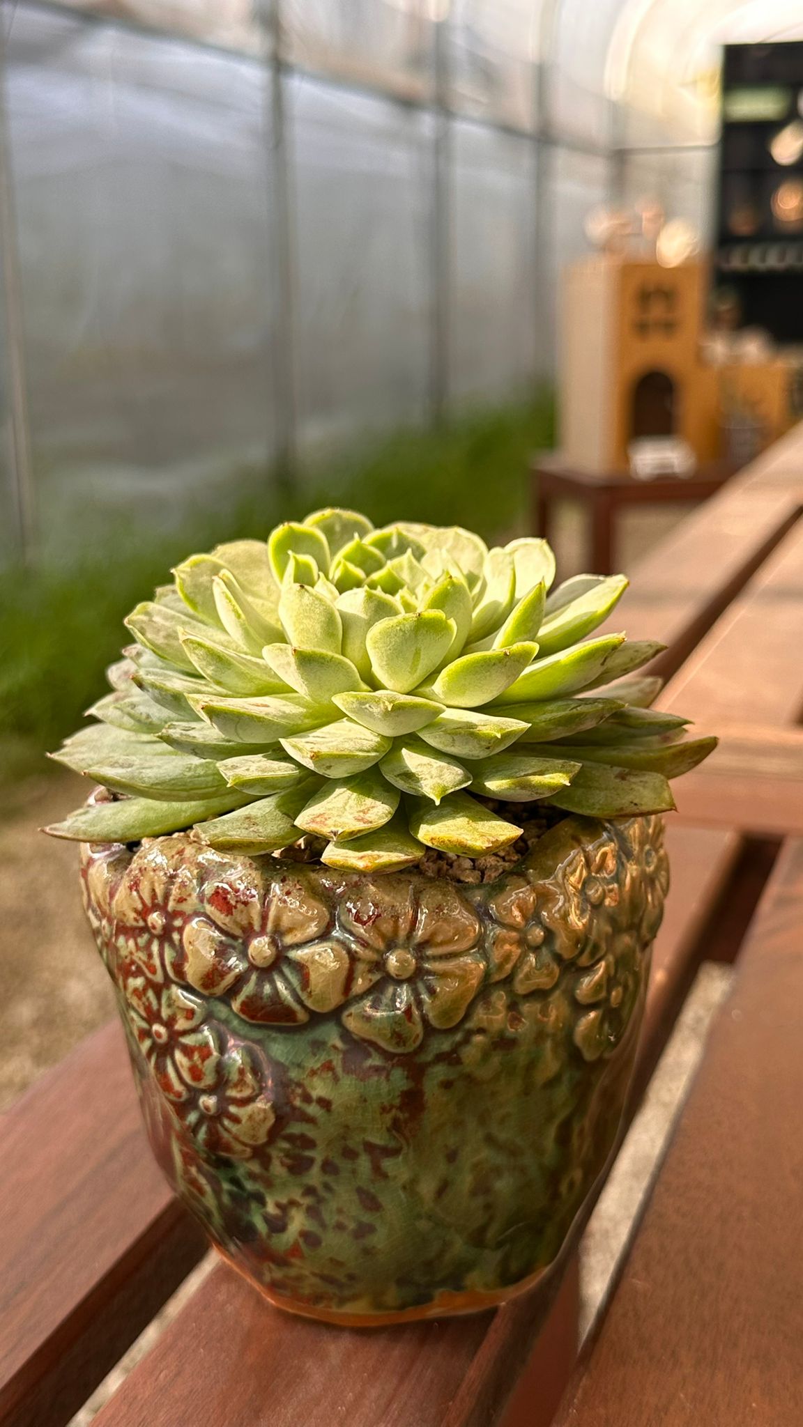 Succulent Rustica Ceramic Planter – Echeveria 'Lime n Chili'