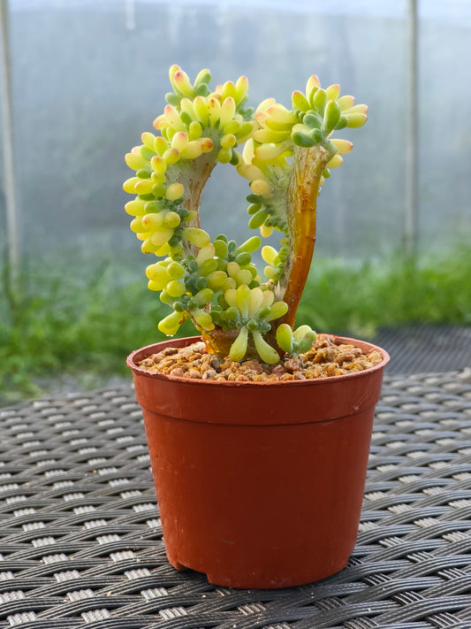 Succulent Starter Planter - Sedum Pachyphyllum 'Jellybeans'