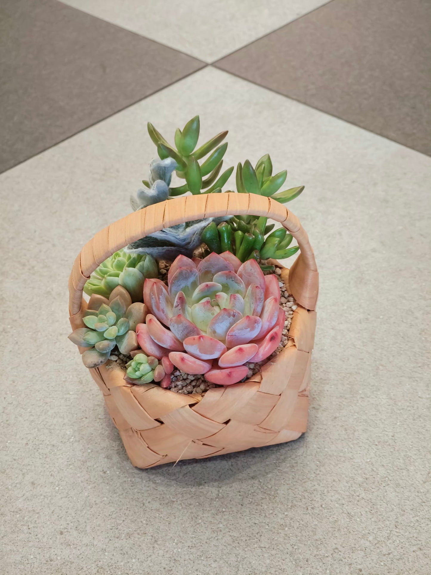 (Copy) Succulent Basket Bliss ( Customised) - SlowBloomGreens