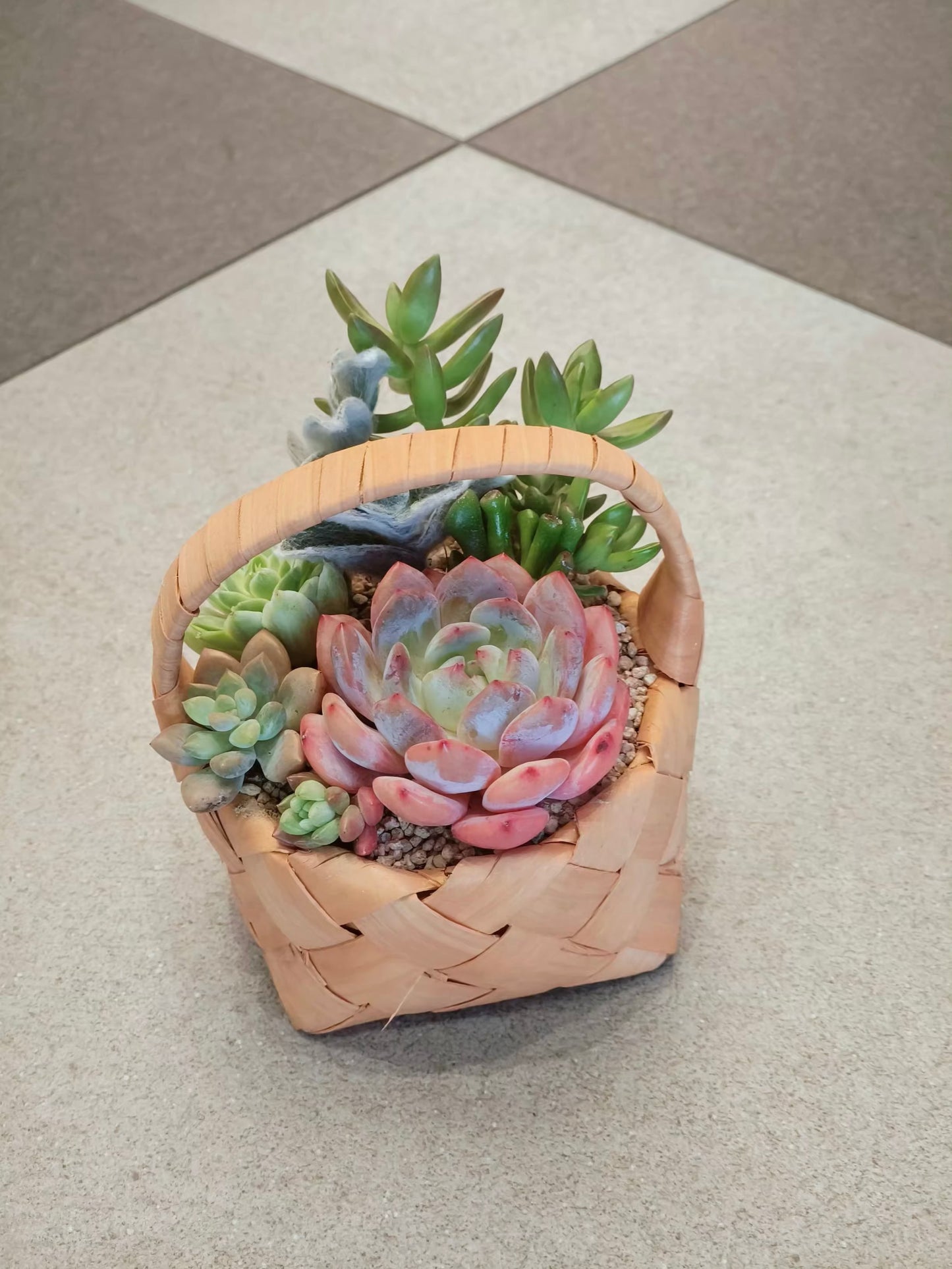 Succulent Mini Basket Bliss