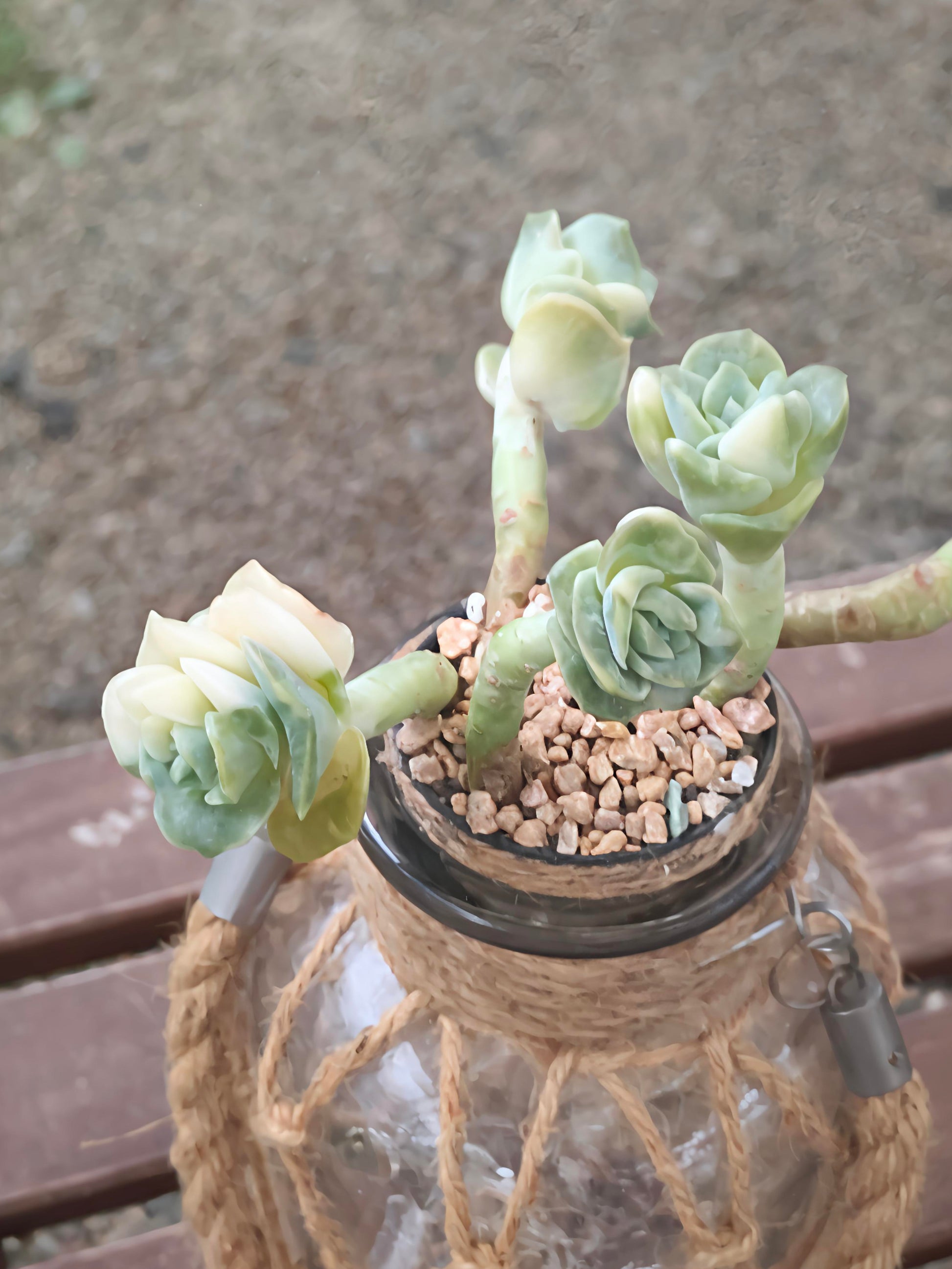 Succulent Retro Hemp Rope Vase - Graptoveria 'Lovely Rose' - SlowBloomGreens