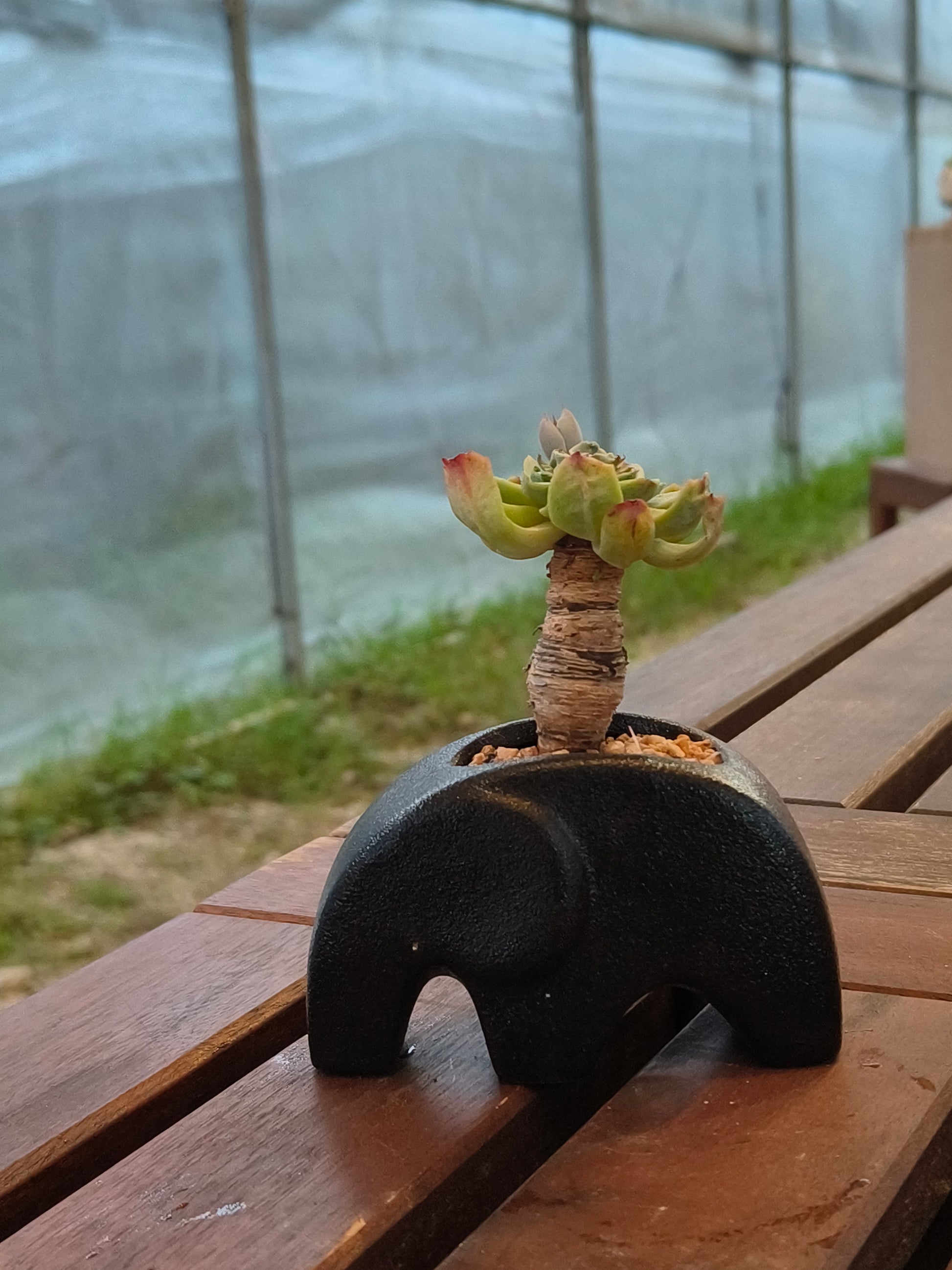 Succulent Petite Black Elephant Planter - Echeveria Elegans - SlowBloomGreens