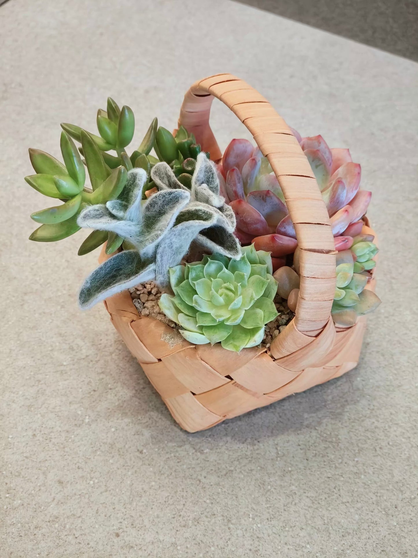 Succulent Mini Basket Bliss