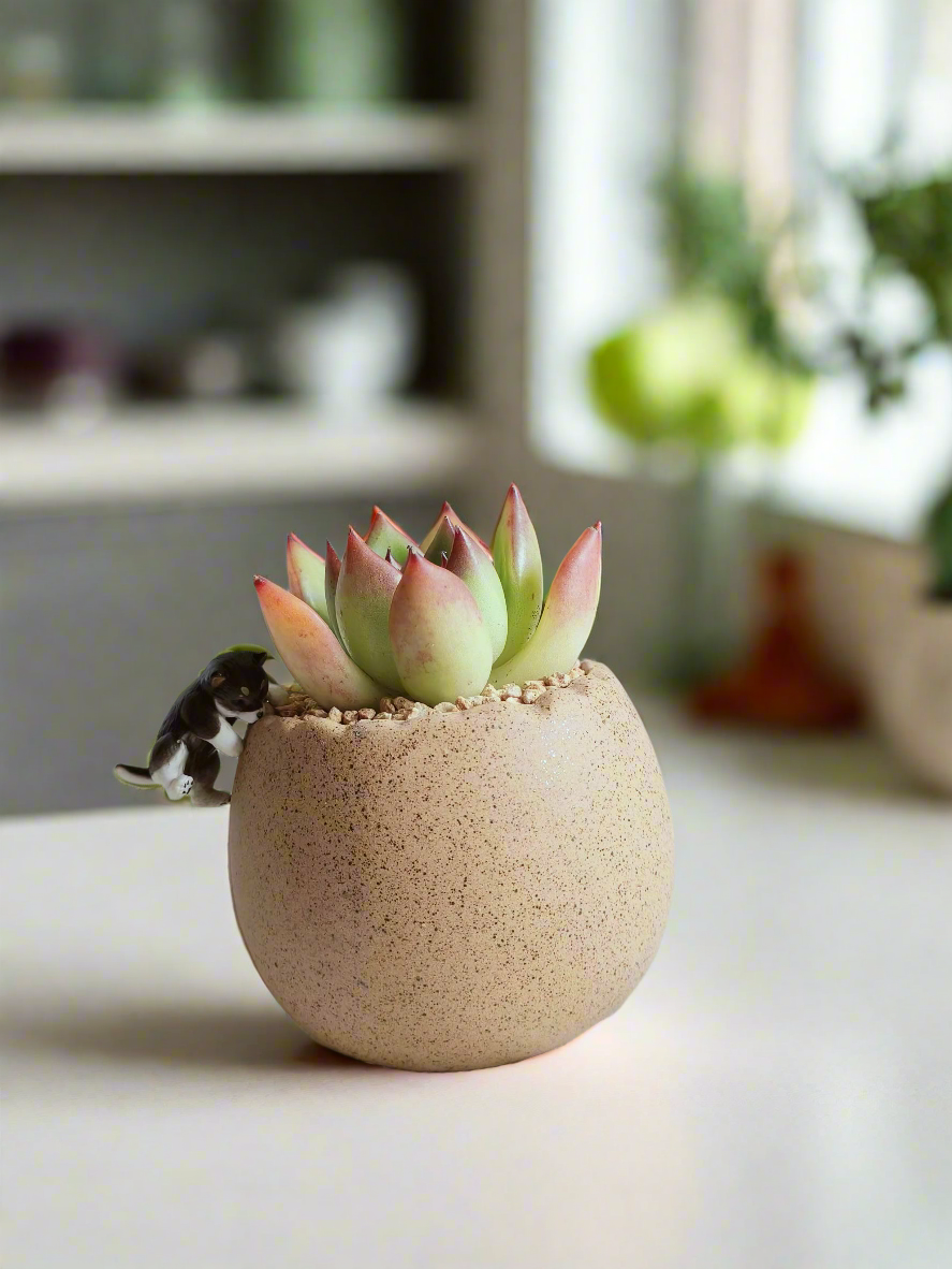 Succulent Egg Planter - Gift Favors (12 pack) - SlowBloomGreens