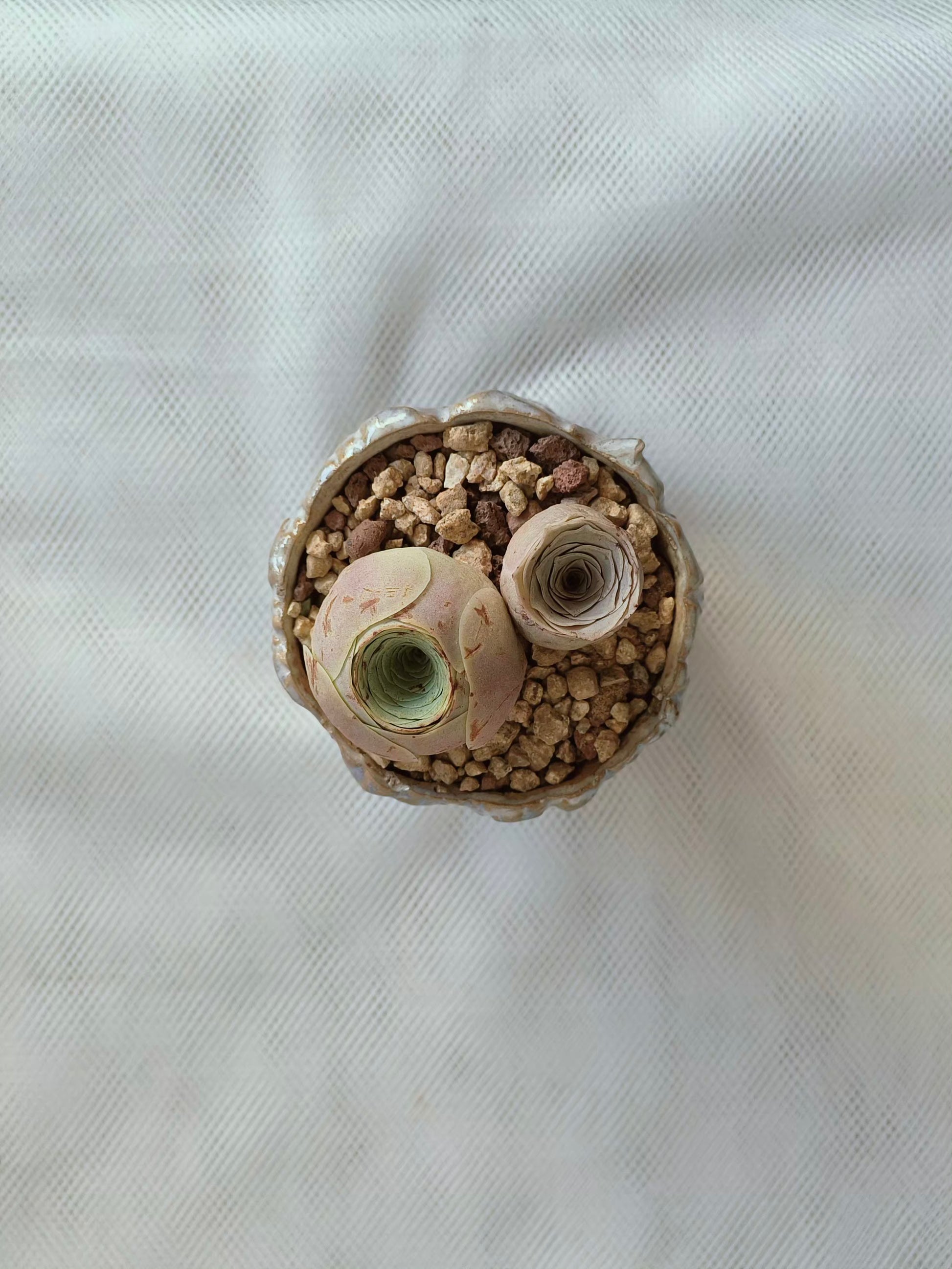 Succulent Lilac Ombre Rustic Planter – Egg Mountain Rose - SlowBloomGreens