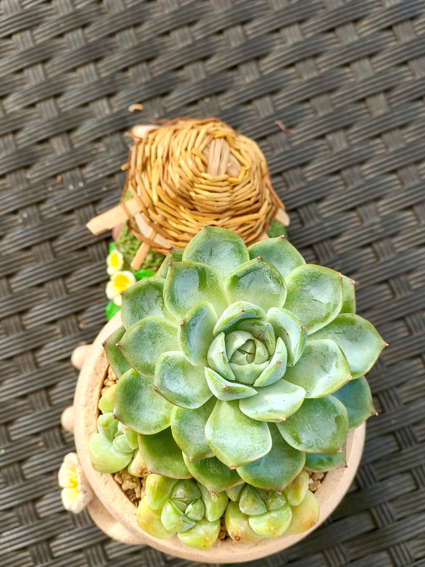 Succulent Buddies Planter - Echeveria+ 3 chubby Ice Green