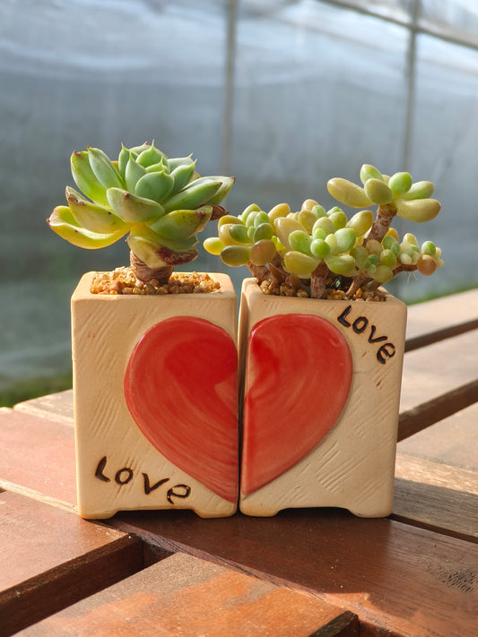 Succulent Heart Duo – The Perfect Gift of Love and Growth