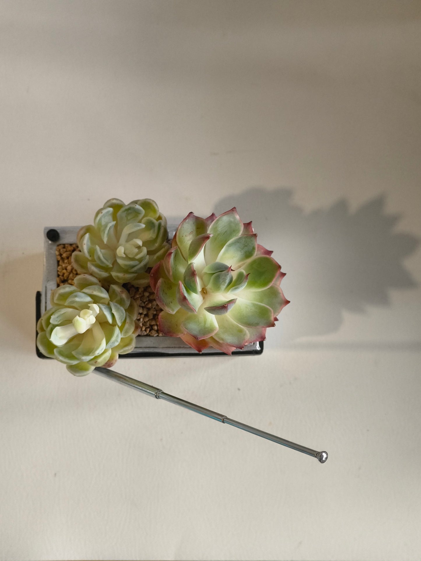 Succulent Retro Boombox – Succulent Arrangement