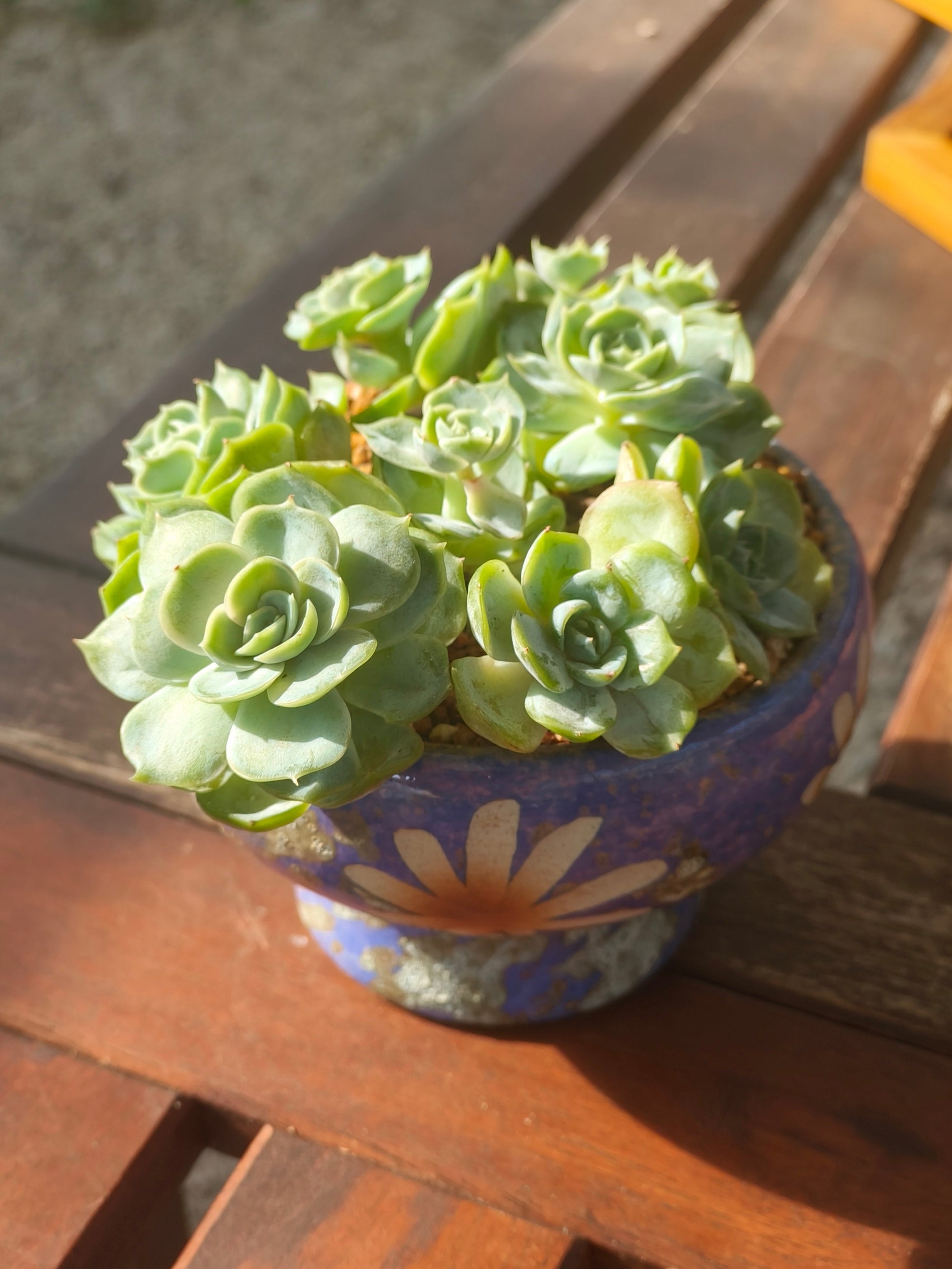 Succulent Moonlit Bloom Planter – Periwinkle Blue with Echeveria 'Blue Surprise' - SlowBloomGreens