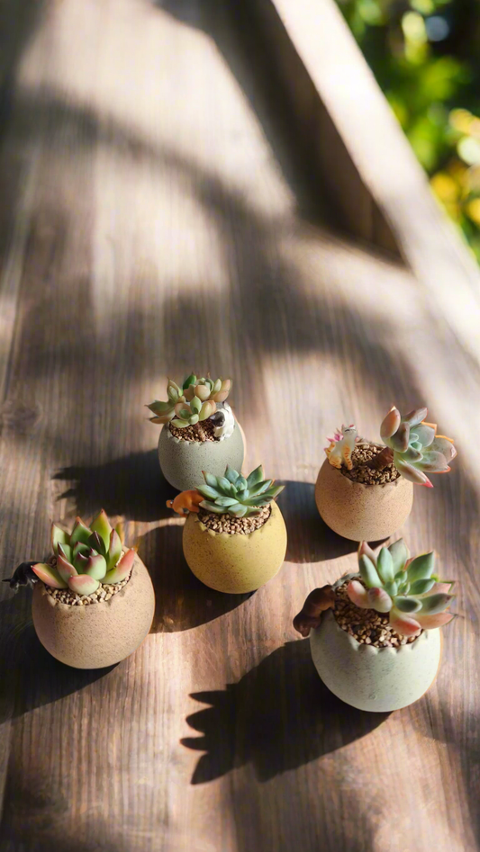 Succulent Egg Planter - Gift Favors (12 pack) - SlowBloomGreens
