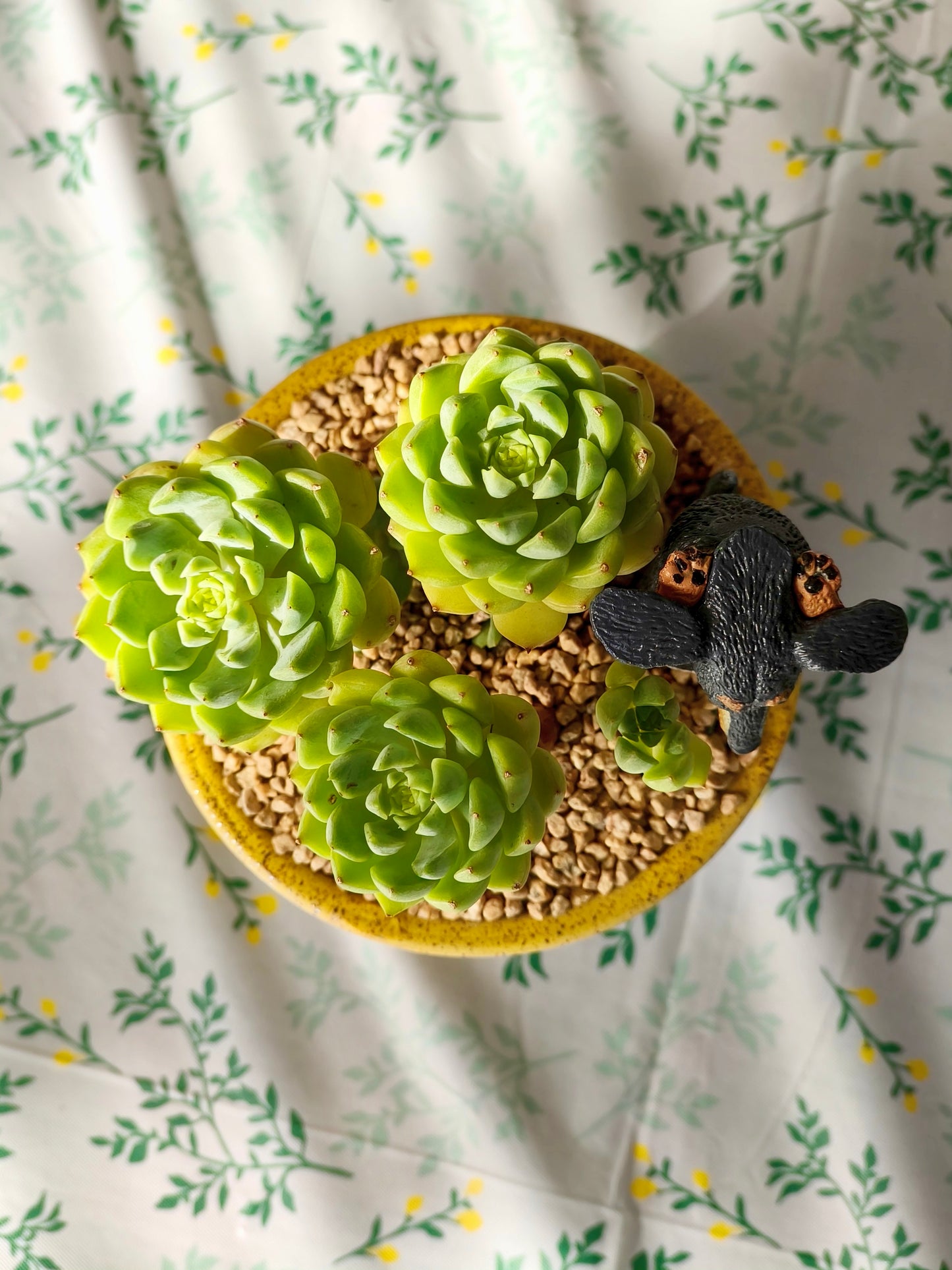 Succulent Speckled Terracotta Yellow Planter (with dauchund) – Echeveria Chilli & Lime