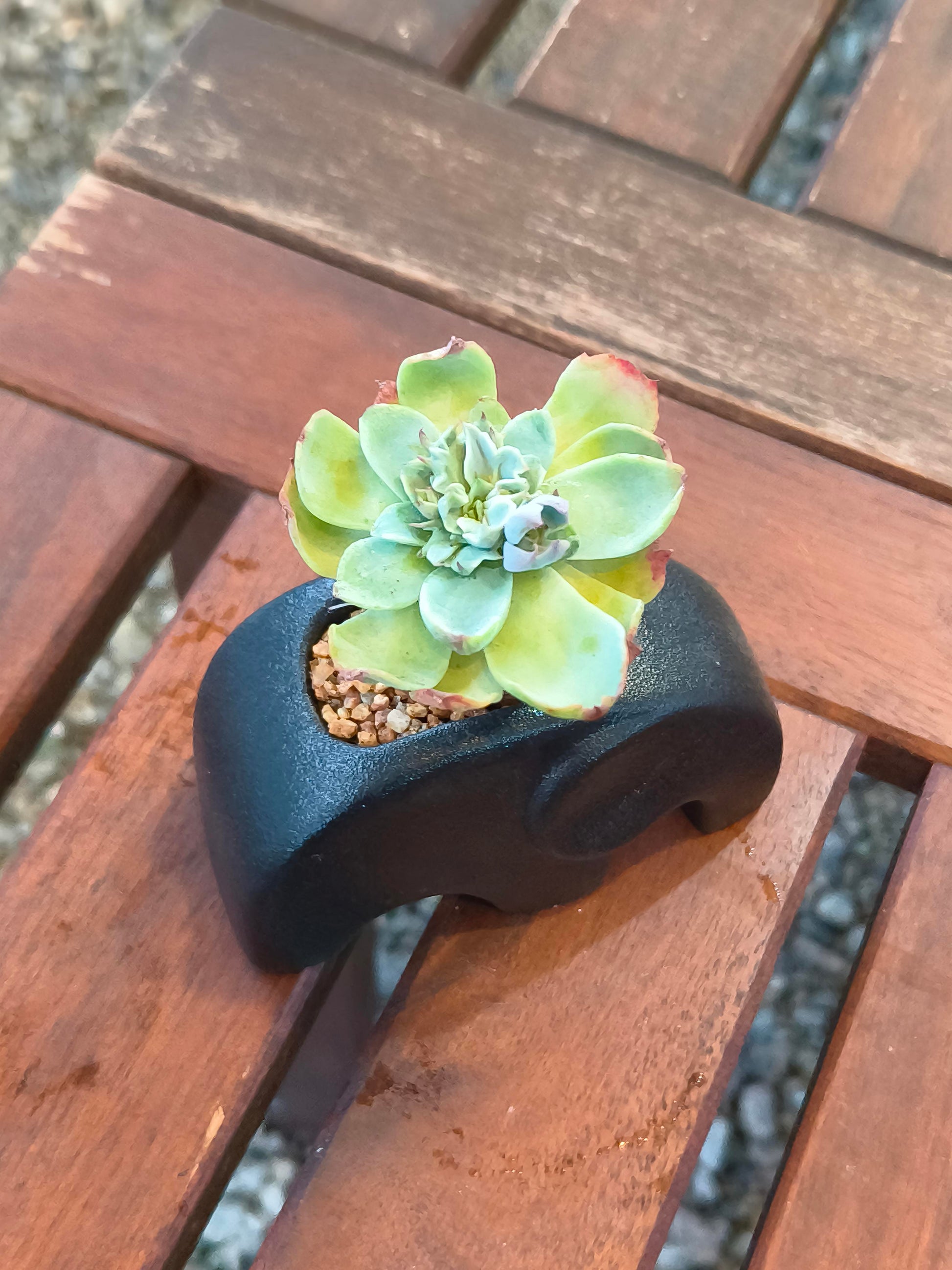 Succulent Petite Black Elephant Planter - Echeveria Elegans - SlowBloomGreens