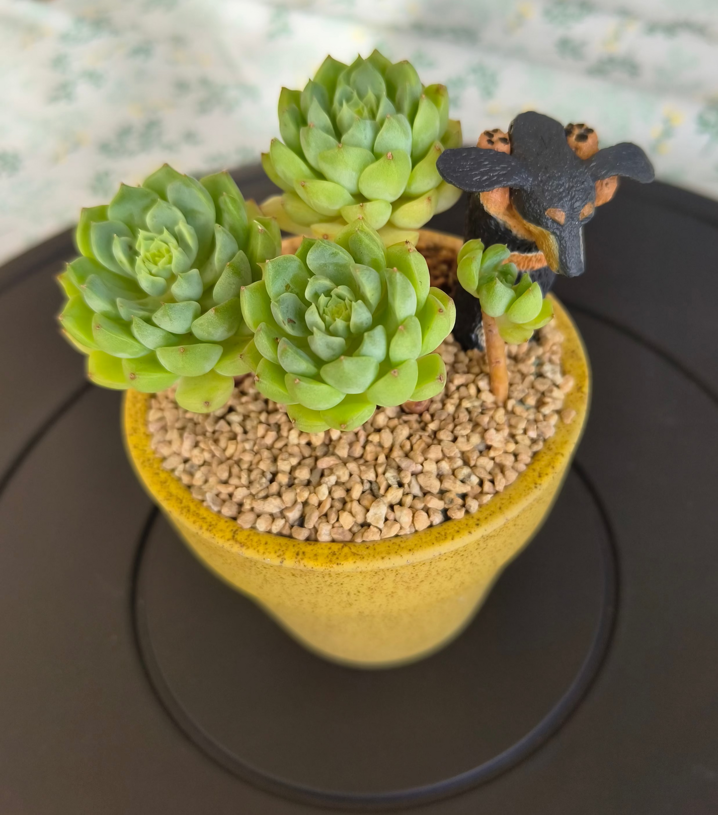 Succulent Speckled Terracotta Yellow Planter (with dauchund) – Echeveria Chilli & Lime