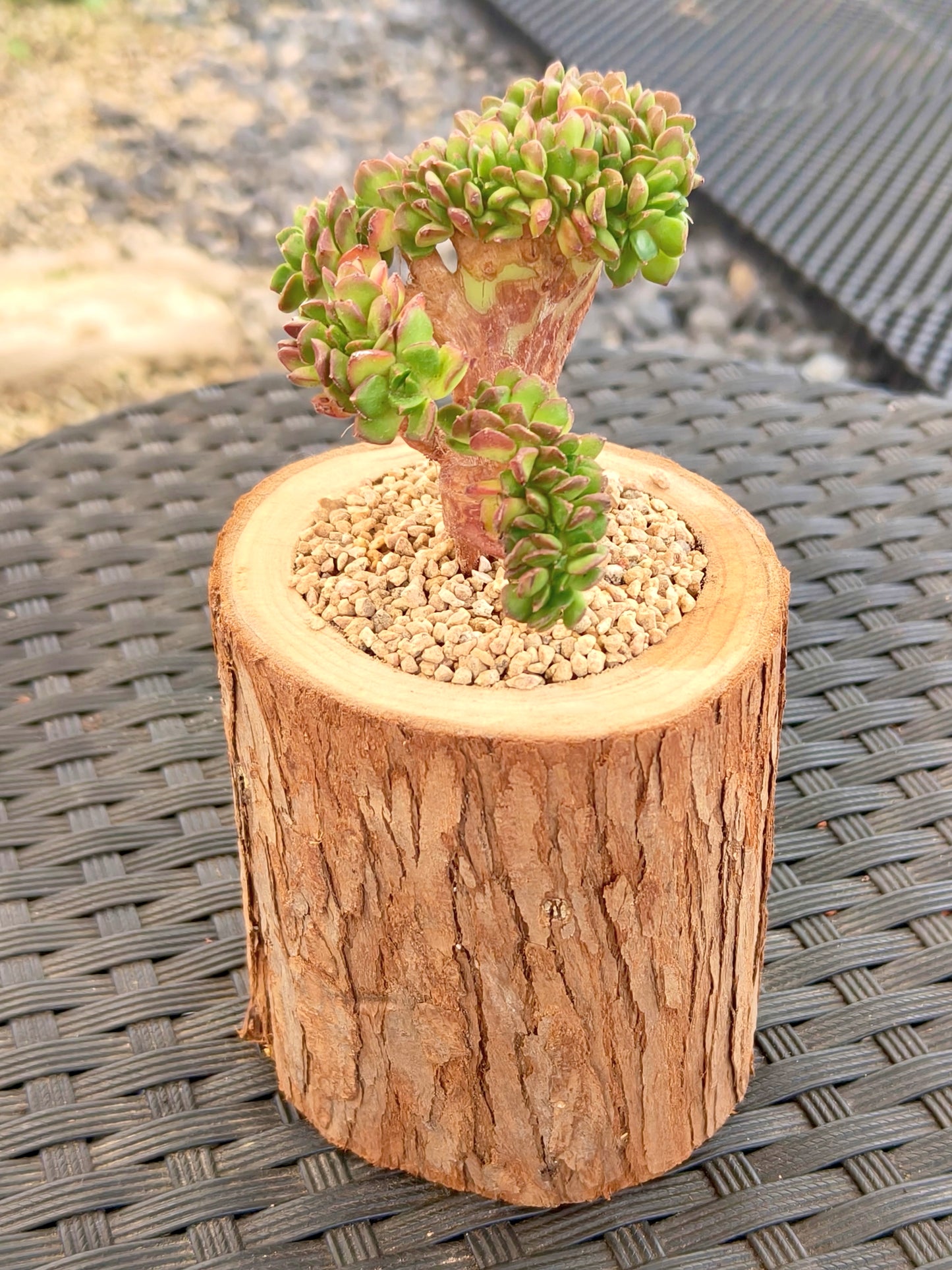 Succulent Nature Log Planter - Crested Lety's Sedeveria