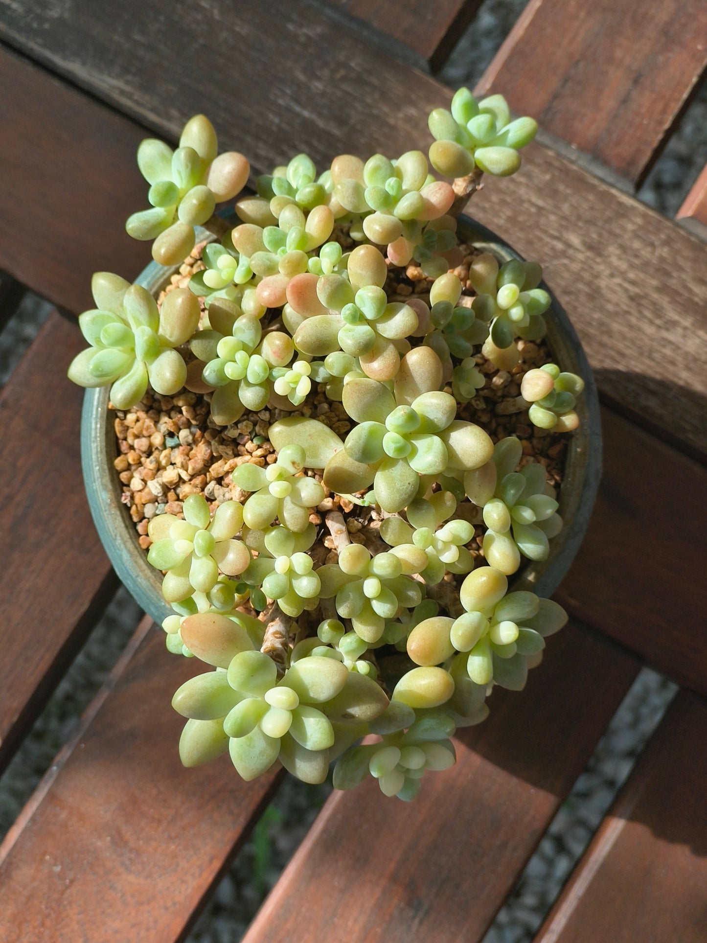 Succulent Moonlit Bloom Planter – Blue-Green with Graptopetalum Mendoza - SlowBloomGreens