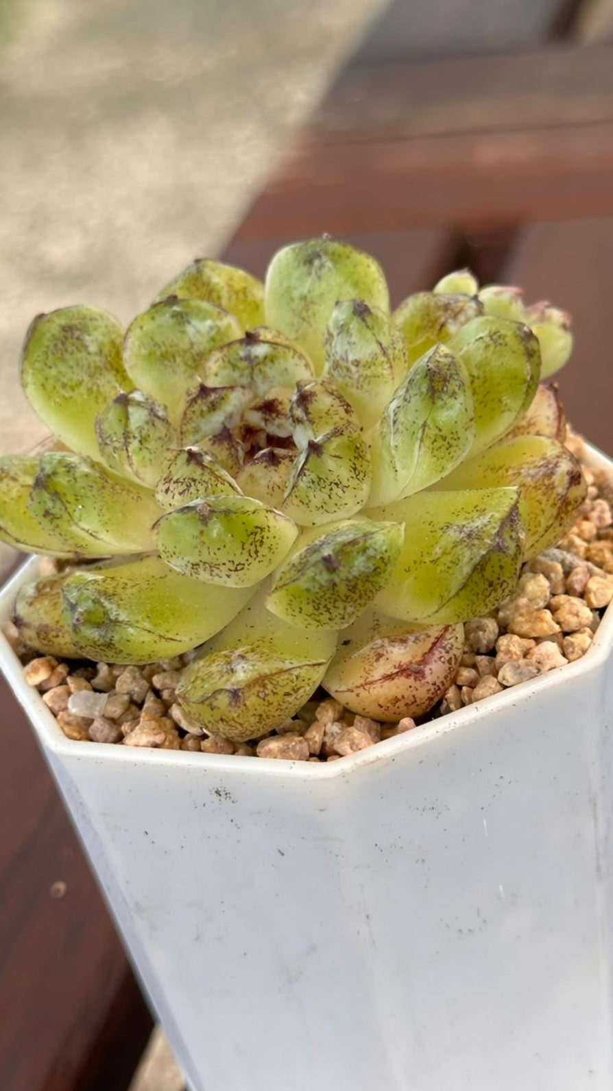 Succulent Starter Planter - Echeveria hybrid