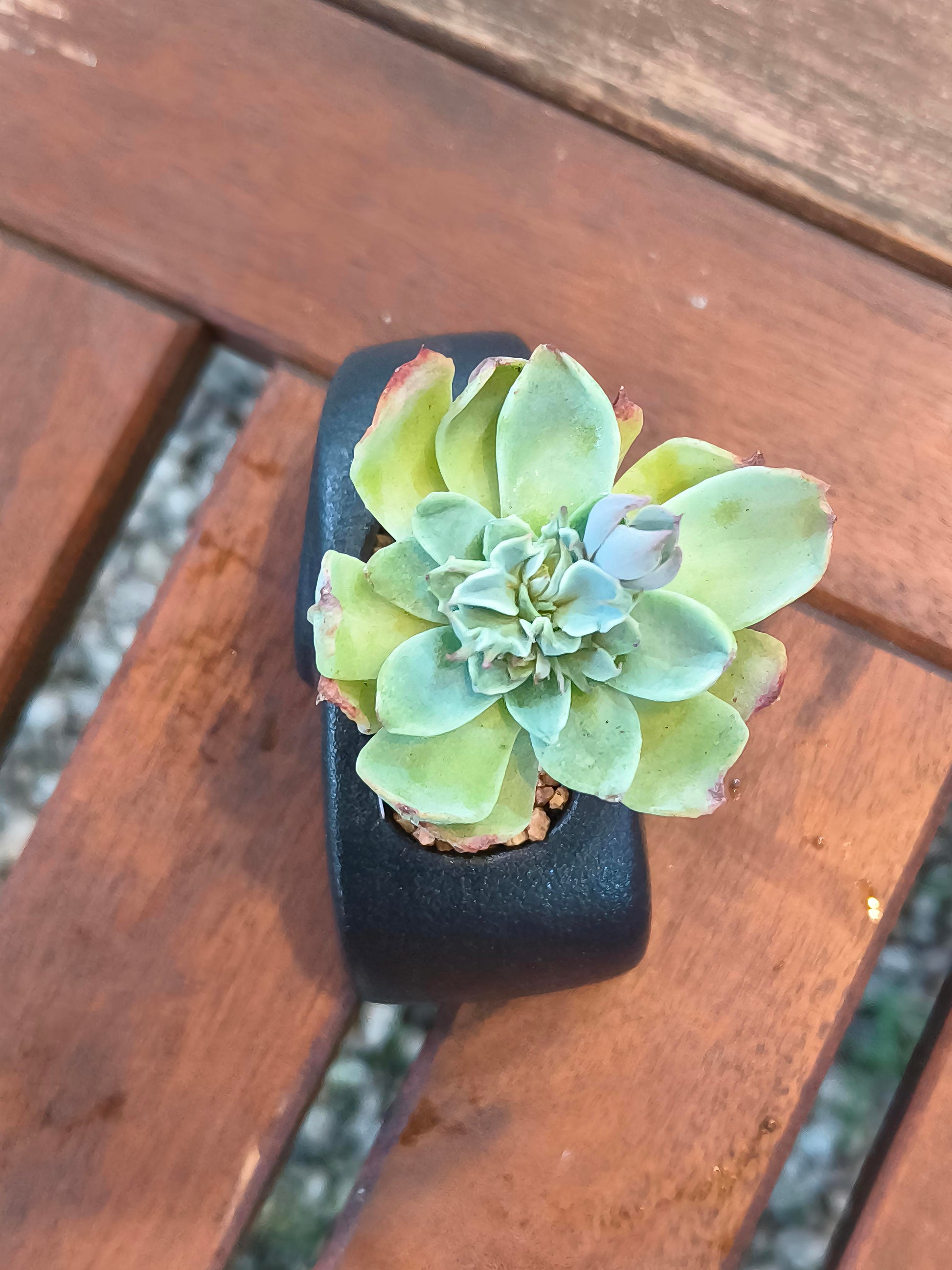 Succulent Petite Black Elephant Planter - Echeveria Elegans - SlowBloomGreens