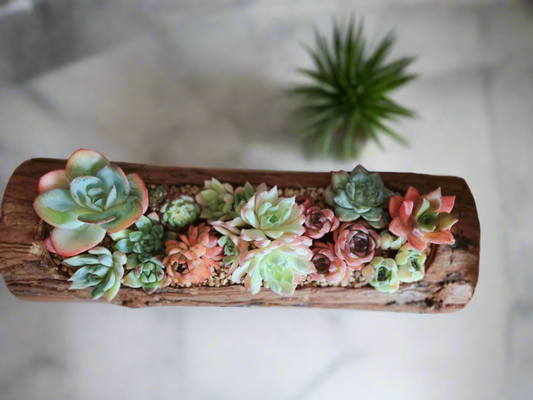 The Ultimate Guide to Indoor Succulents: Care Tips & Benefits