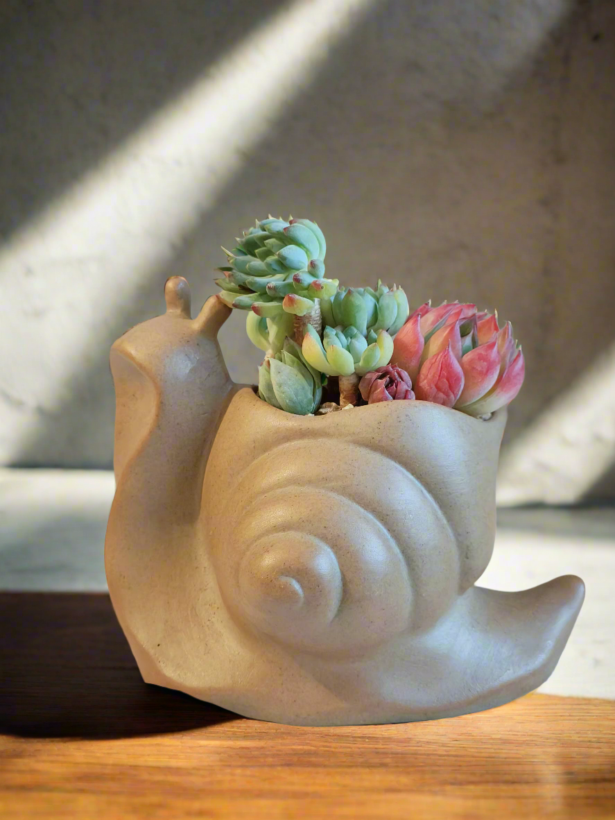 Succulent Styling: Creative Ways to Showcase Your Plants