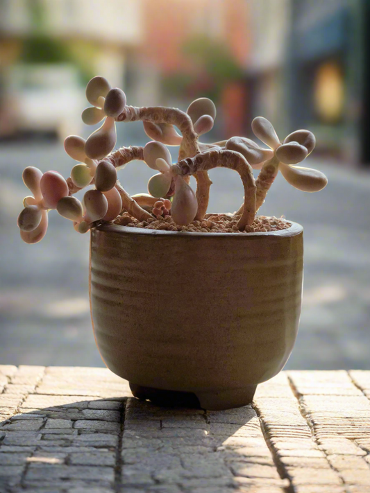 A Traveler’s Succulent Gem: Discovering the Graptopetalum Amethystinum