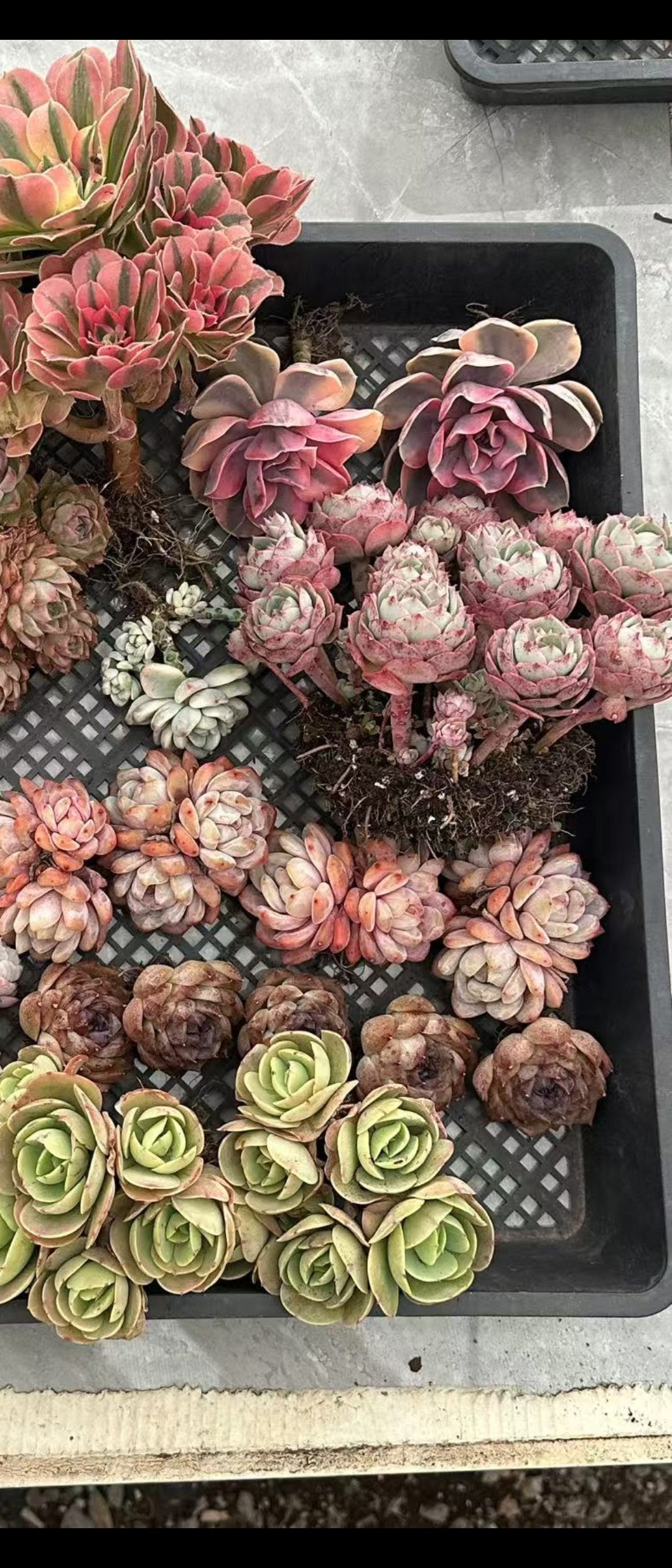 Growing Succulents from Bare Roots