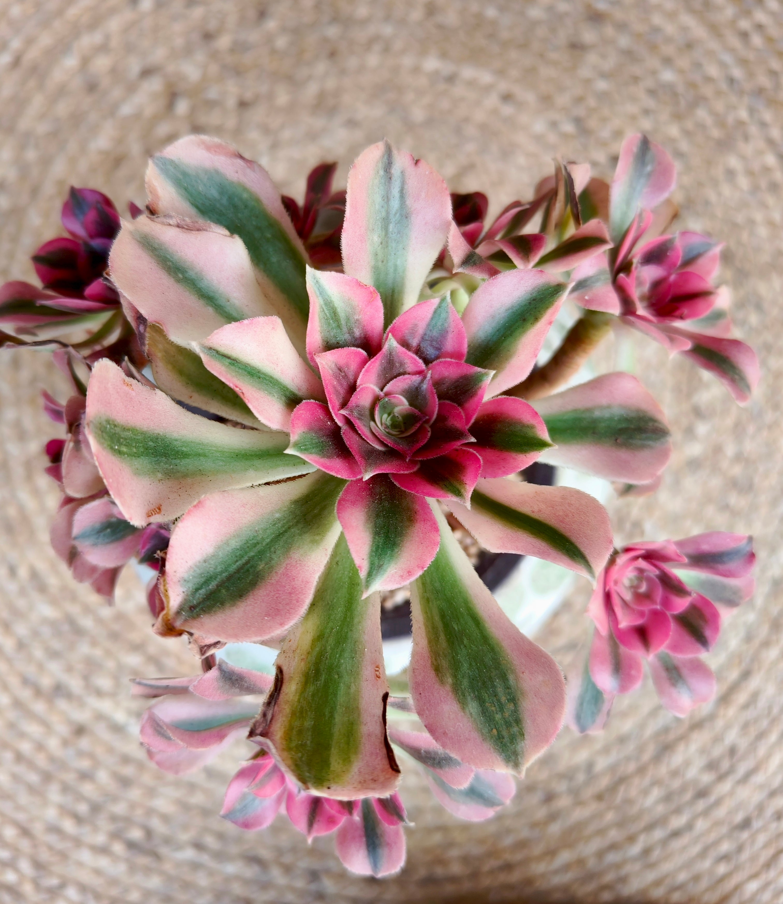 Succulent Care 101: Essential Tips for Thriving Succulent Plants | SlowBloomGreens