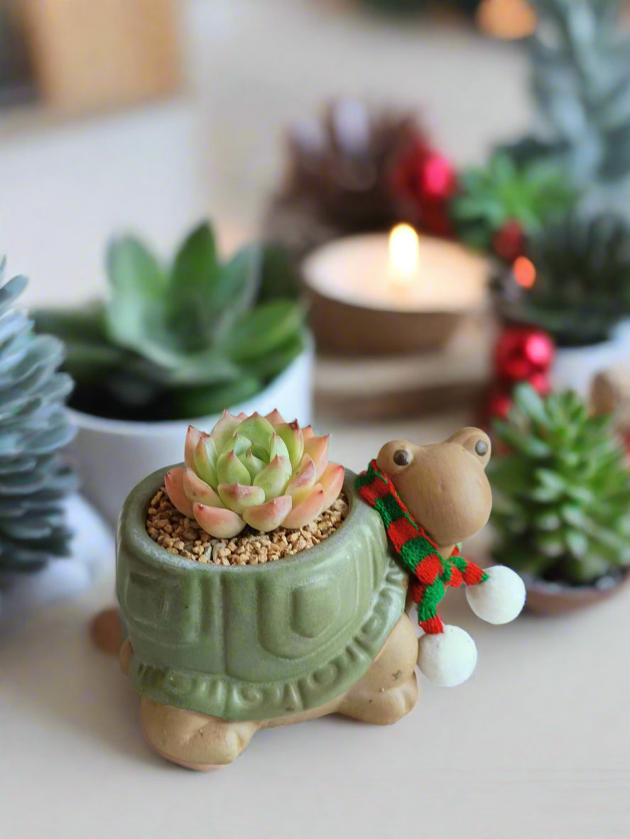 Christmas Succulents
