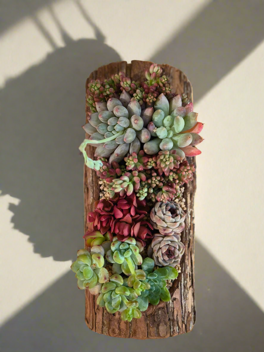 Custom Succulent Gifts