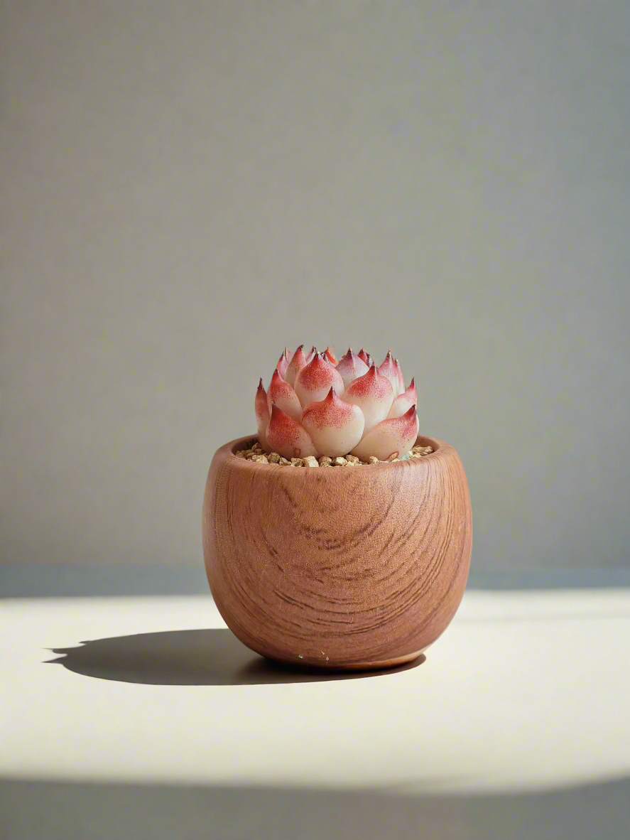 Timeless Elegance - Handcrafted Succulent Planters | SlowBloomGreens