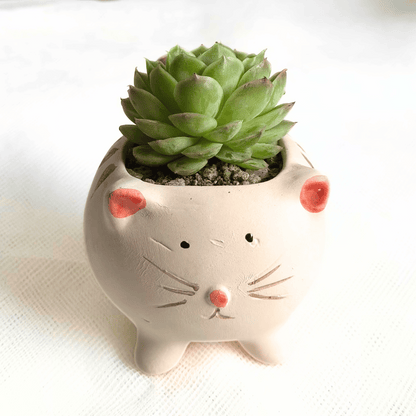 Succulent Cat Milly