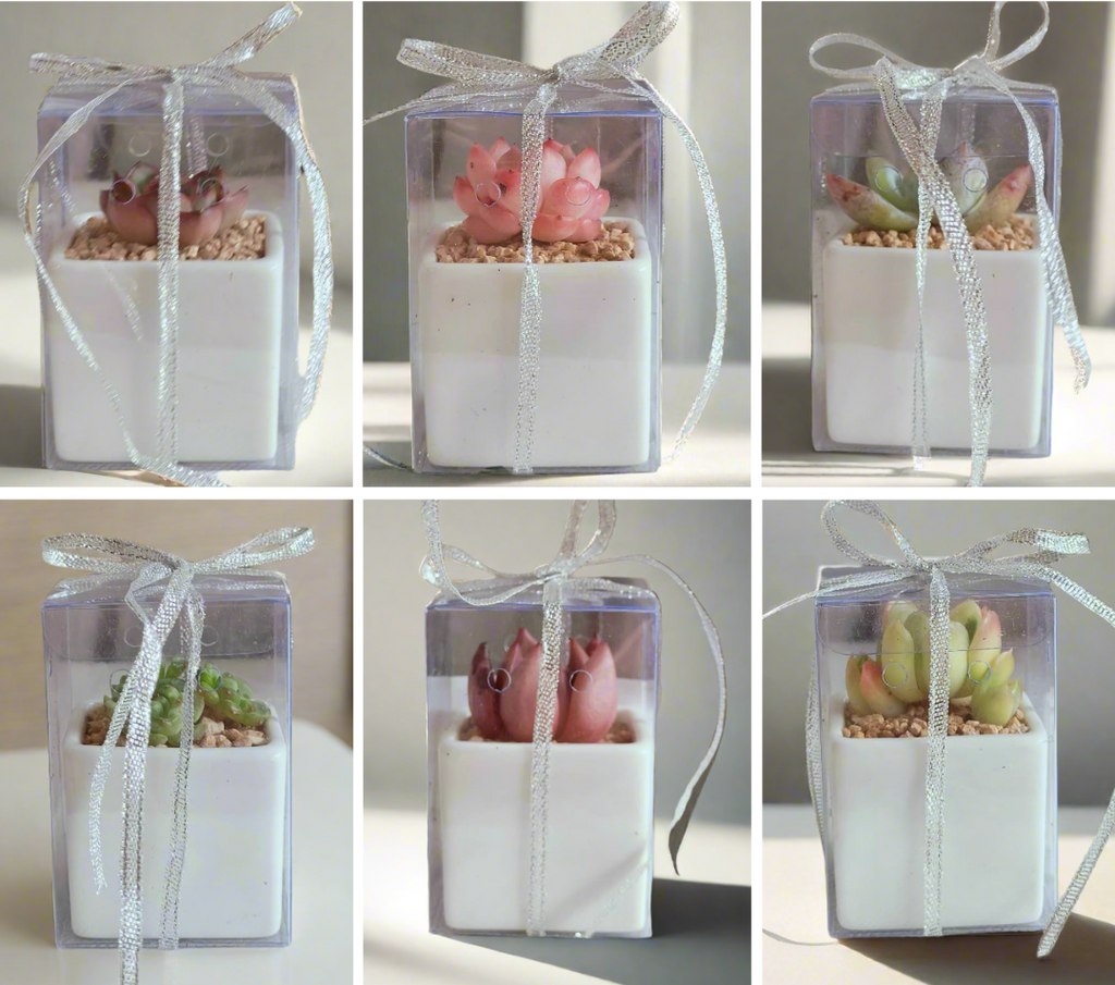 Succulent Classic - Simply White Gift Favors (12 Pack) displayed with elegant square pots, ideal for weddings, events, or special occasions.