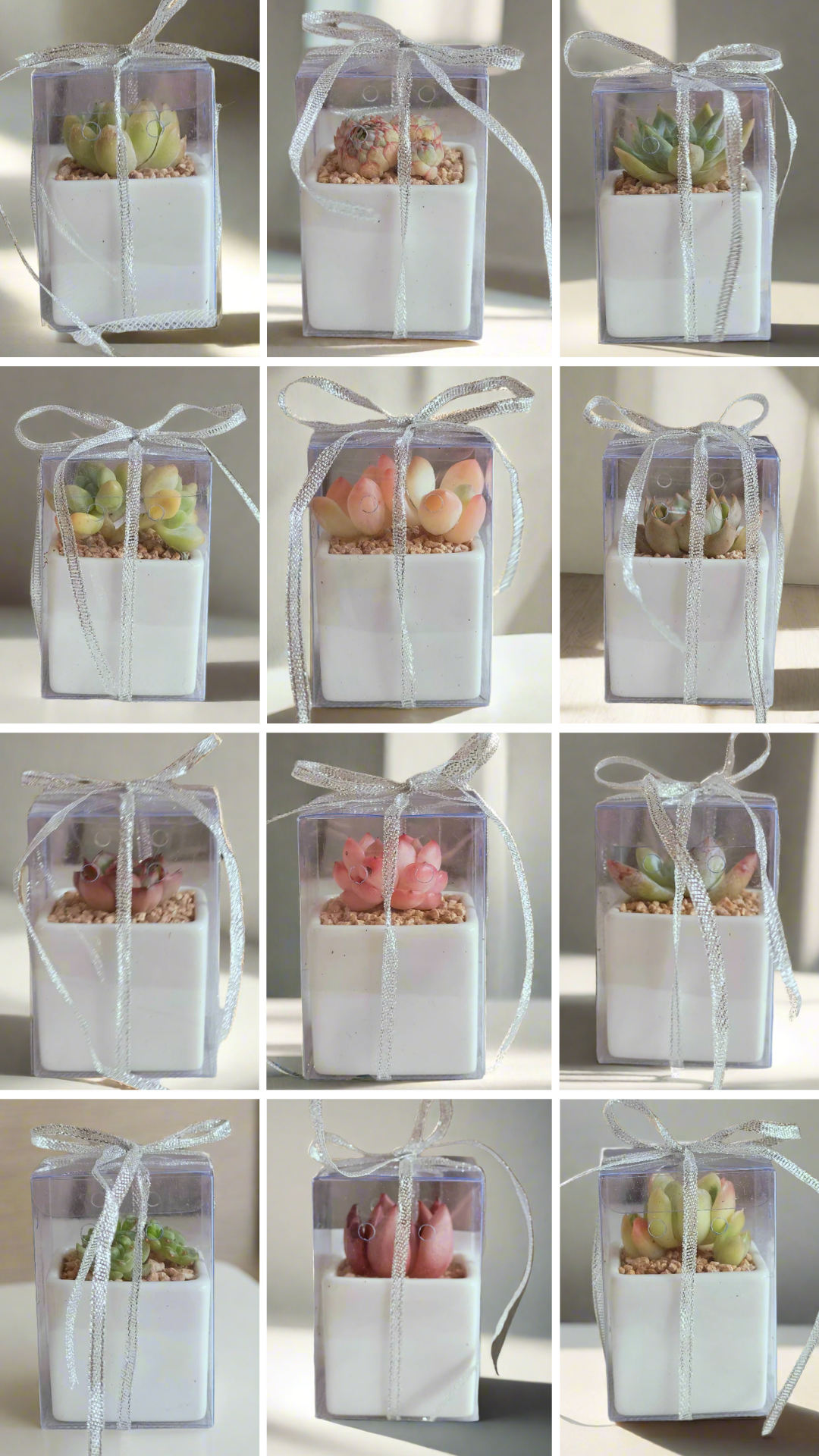 Succulent Classic - Simply White Gift Favors (12 Pack)