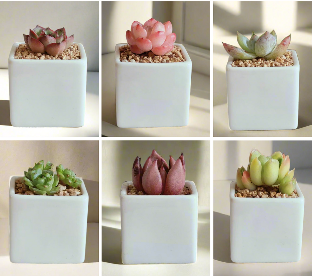 Succulent Classic - Simply White Gift Favors in sleek white pots featuring vibrant greenery, perfect for minimalist decor or thoughtful gifting.