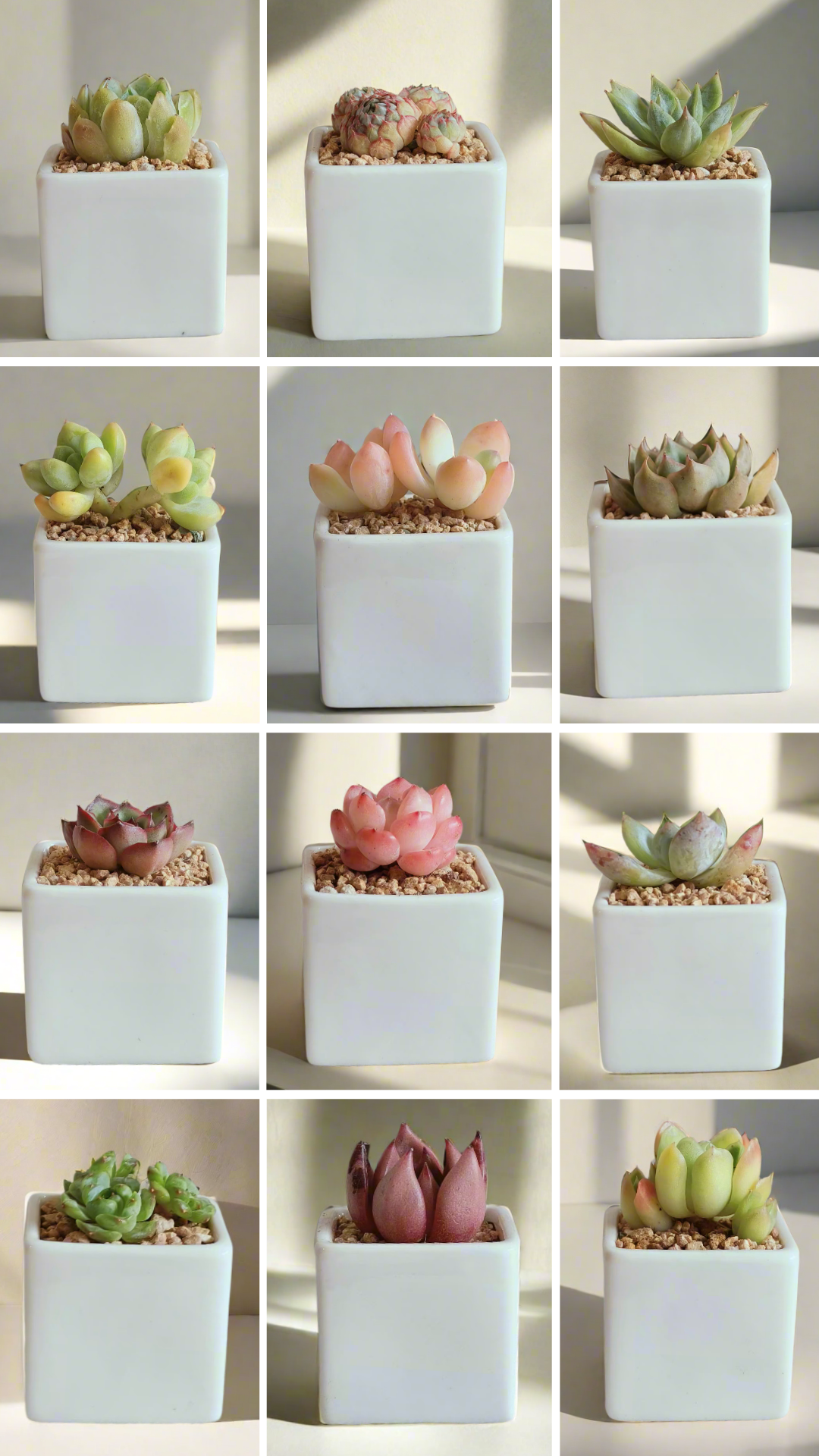 Succulent Classic - Simply White Gift Favors (12 Pack)