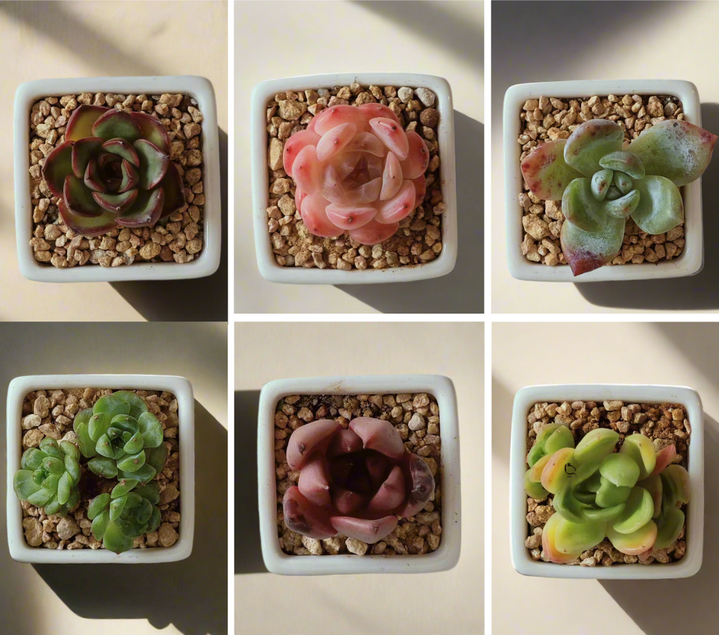 Succulent Classic - Simply White Mini Planters - Gift Favors (6 in a set) - SlowBloomGreens
