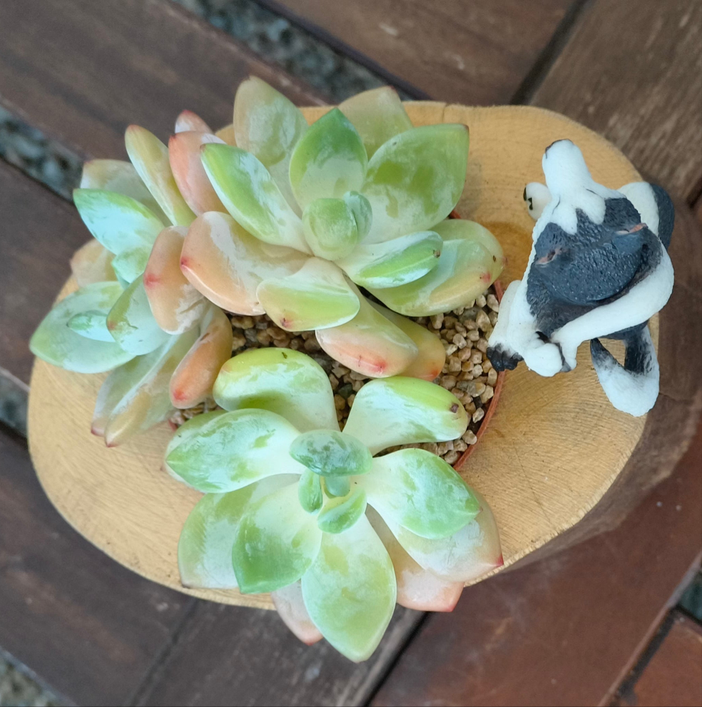 Succulent Yoga Husky on Woodland Log – Echeveria Hybrid