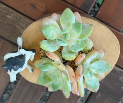 Succulent Yoga Husky on Woodland Log – Echeveria Hybrid