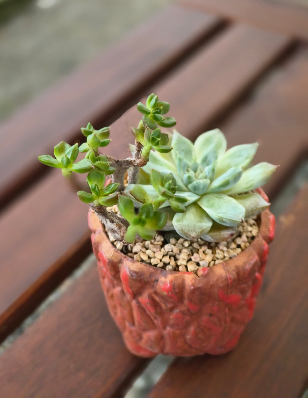 Succulent Rustica Ceramic Red – Handcrafted Succulents - SlowBloomGreens